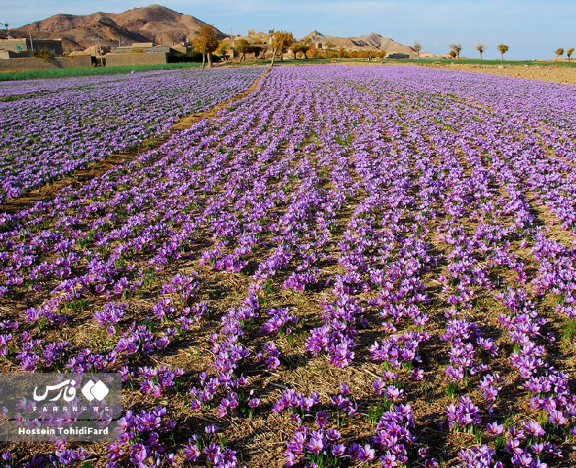 جشن طلای سرخ؛ تصاویر نفسگیر از برداشت زعفران در قائنات 9 زمین کشاورزی زعفران در قائنات