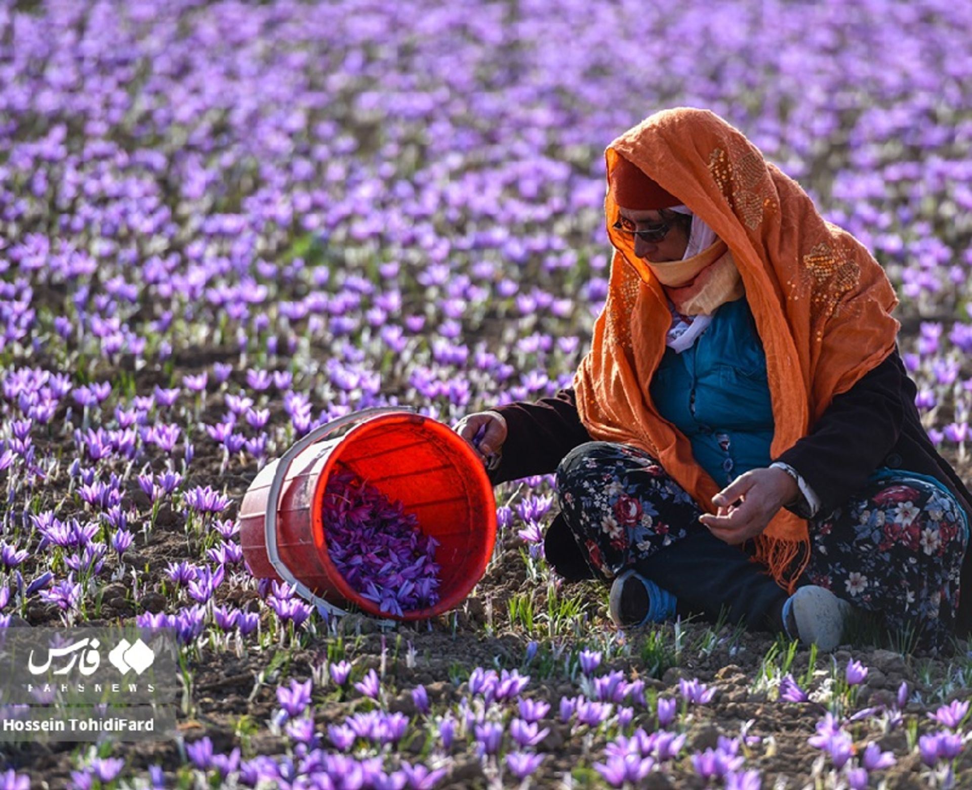 جشن طلای سرخ؛ تصاویر نفسگیر از برداشت زعفران در قائنات 4 برداشت زعفران در قائنات