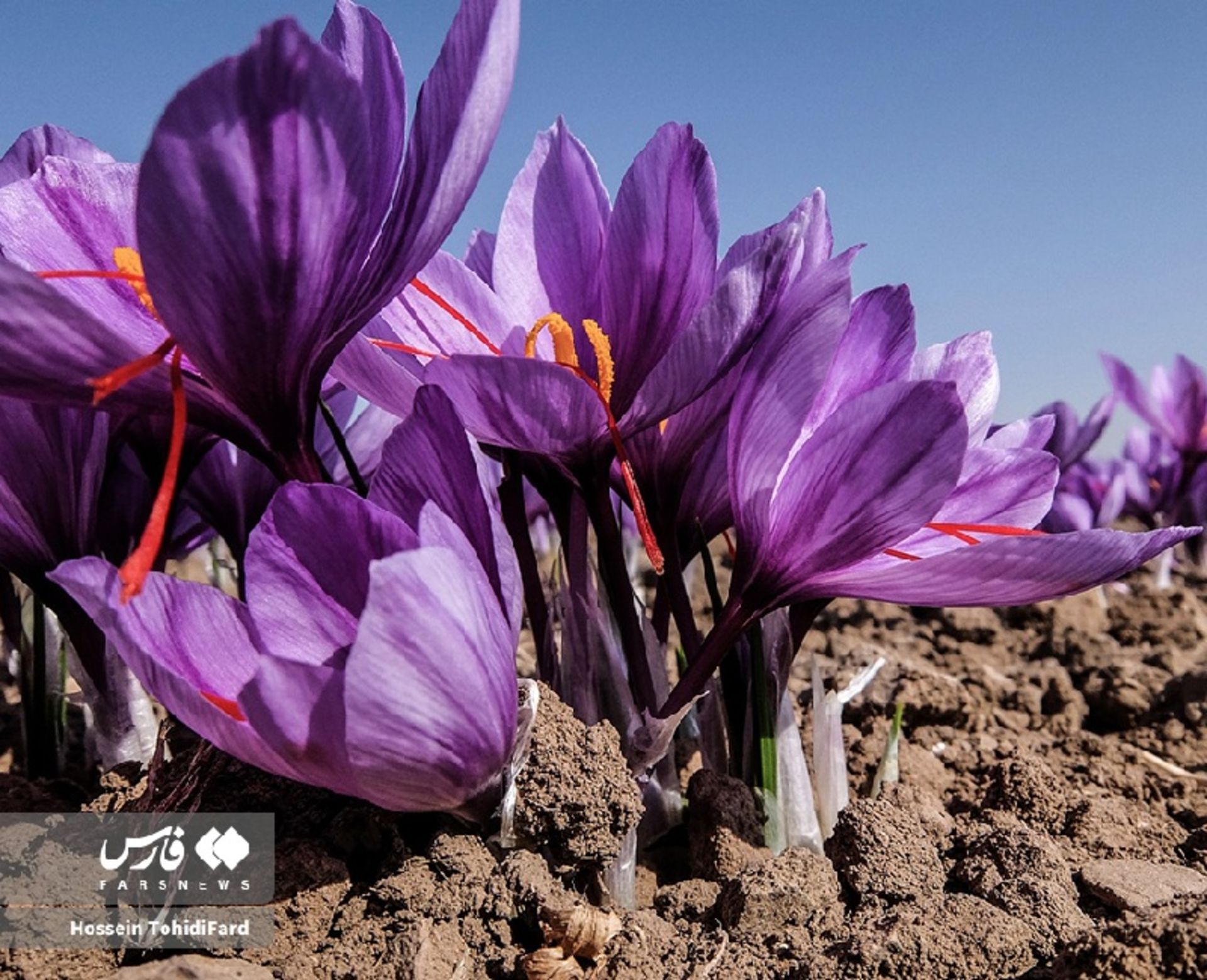 جشن طلای سرخ؛ تصاویر نفسگیر از برداشت زعفران در قائنات 11 گل زعفران