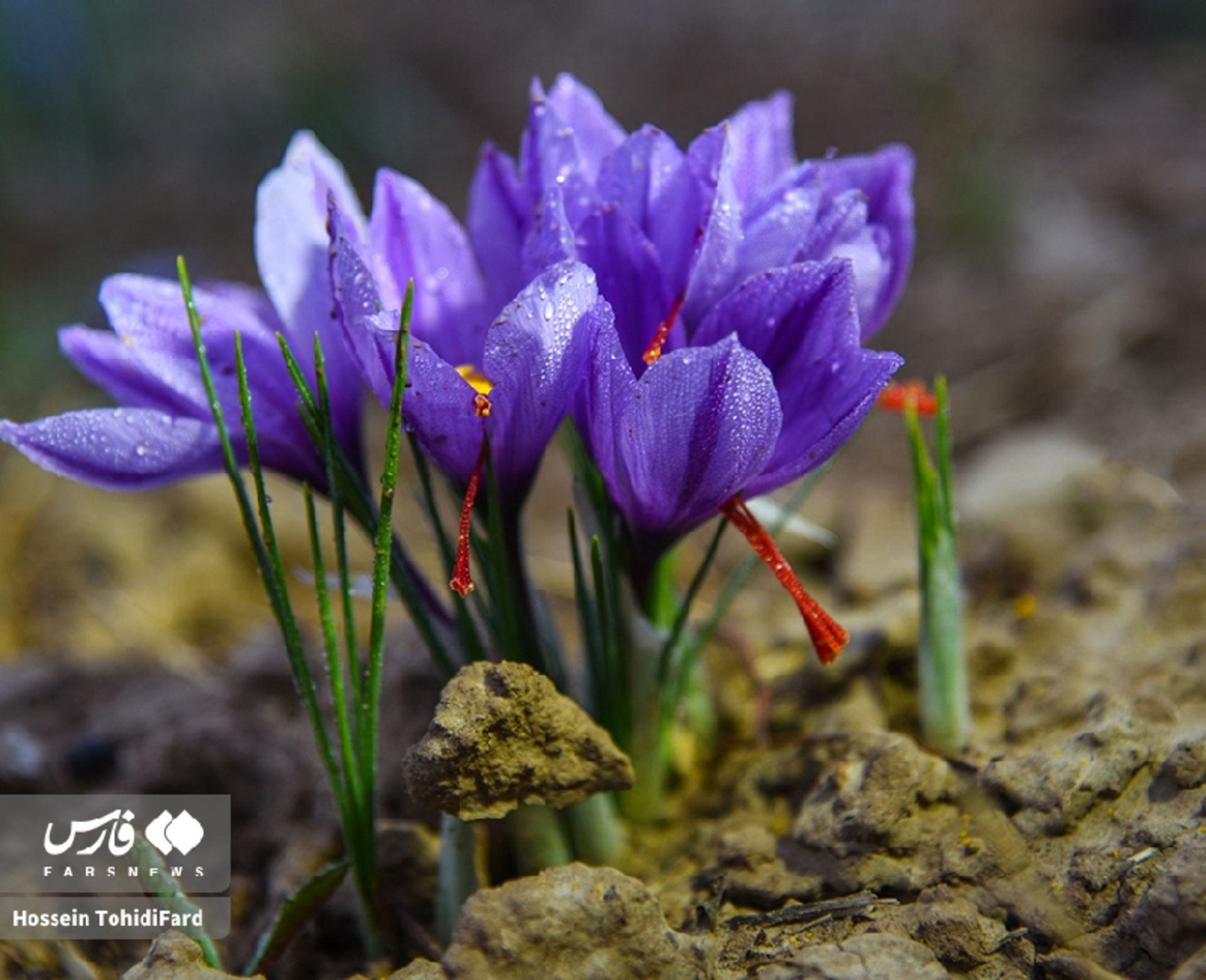 جشن طلای سرخ؛ تصاویر نفسگیر از برداشت زعفران در قائنات 5 برداشت زعفران در قائنات