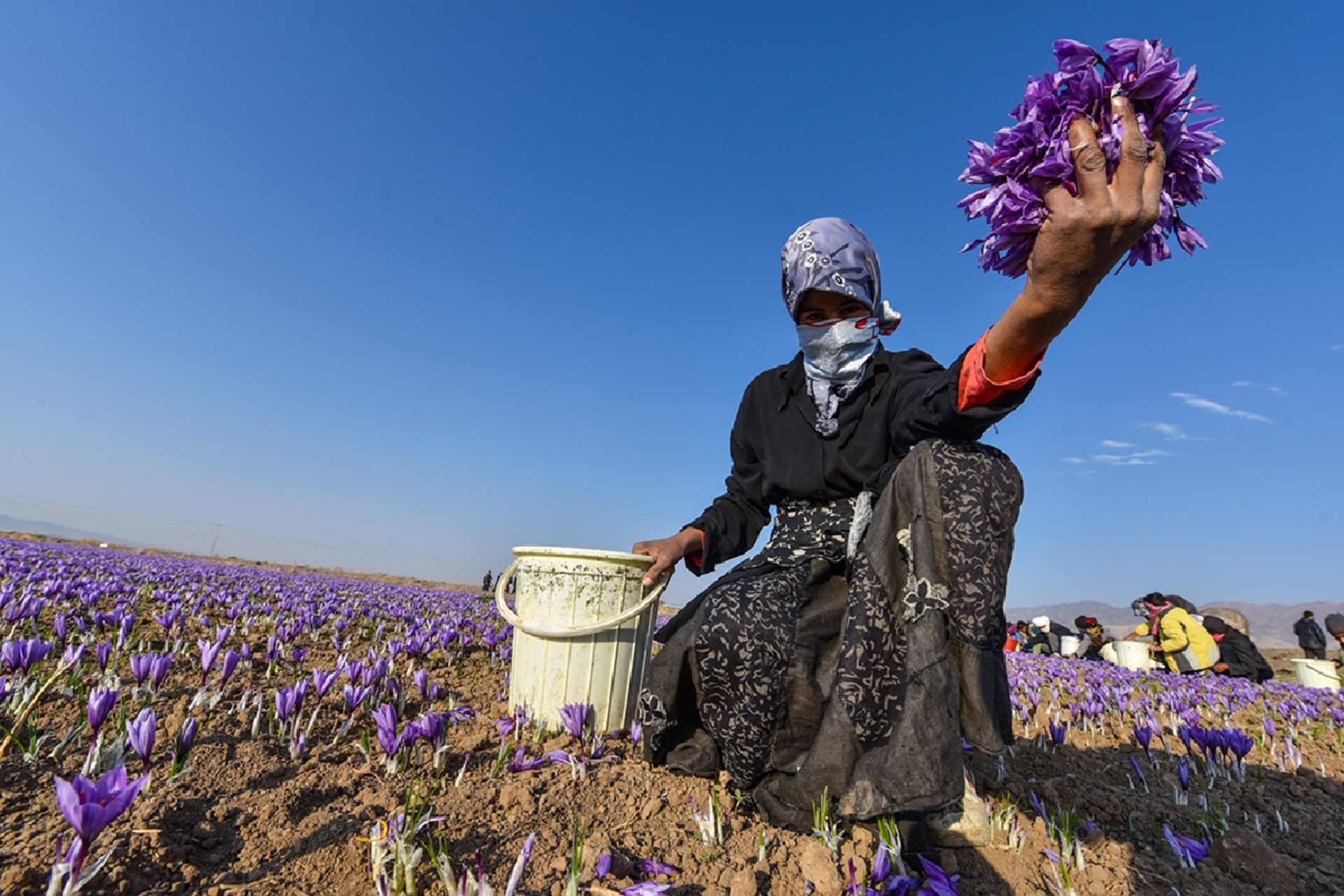 جشن طلای سرخ؛ تصاویر نفسگیر از برداشت زعفران در قائنات 3 برداشت زعفران در قائنات