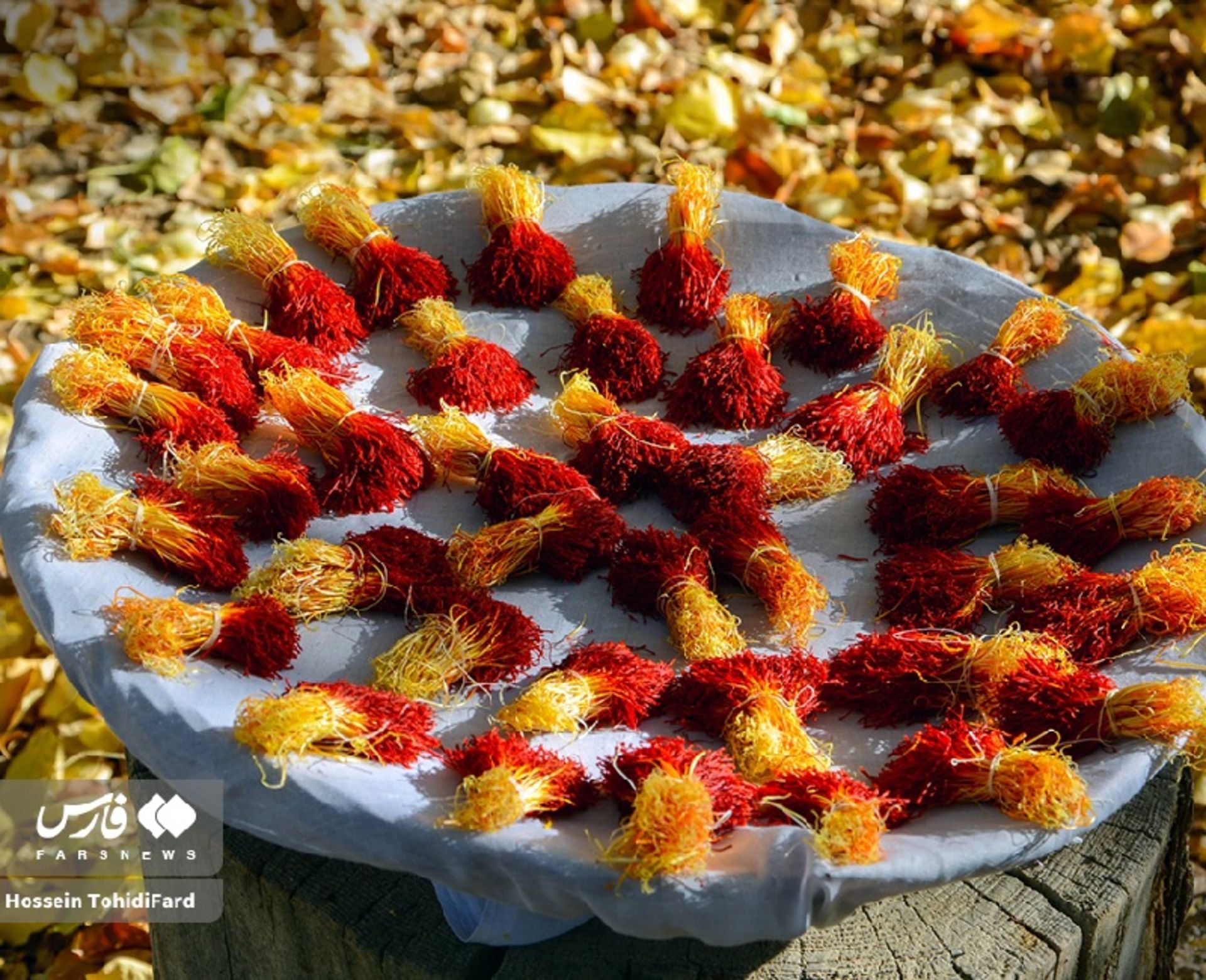 جشن طلای سرخ؛ تصاویر نفسگیر از برداشت زعفران در قائنات 6 برداشت زعفران در قائنات