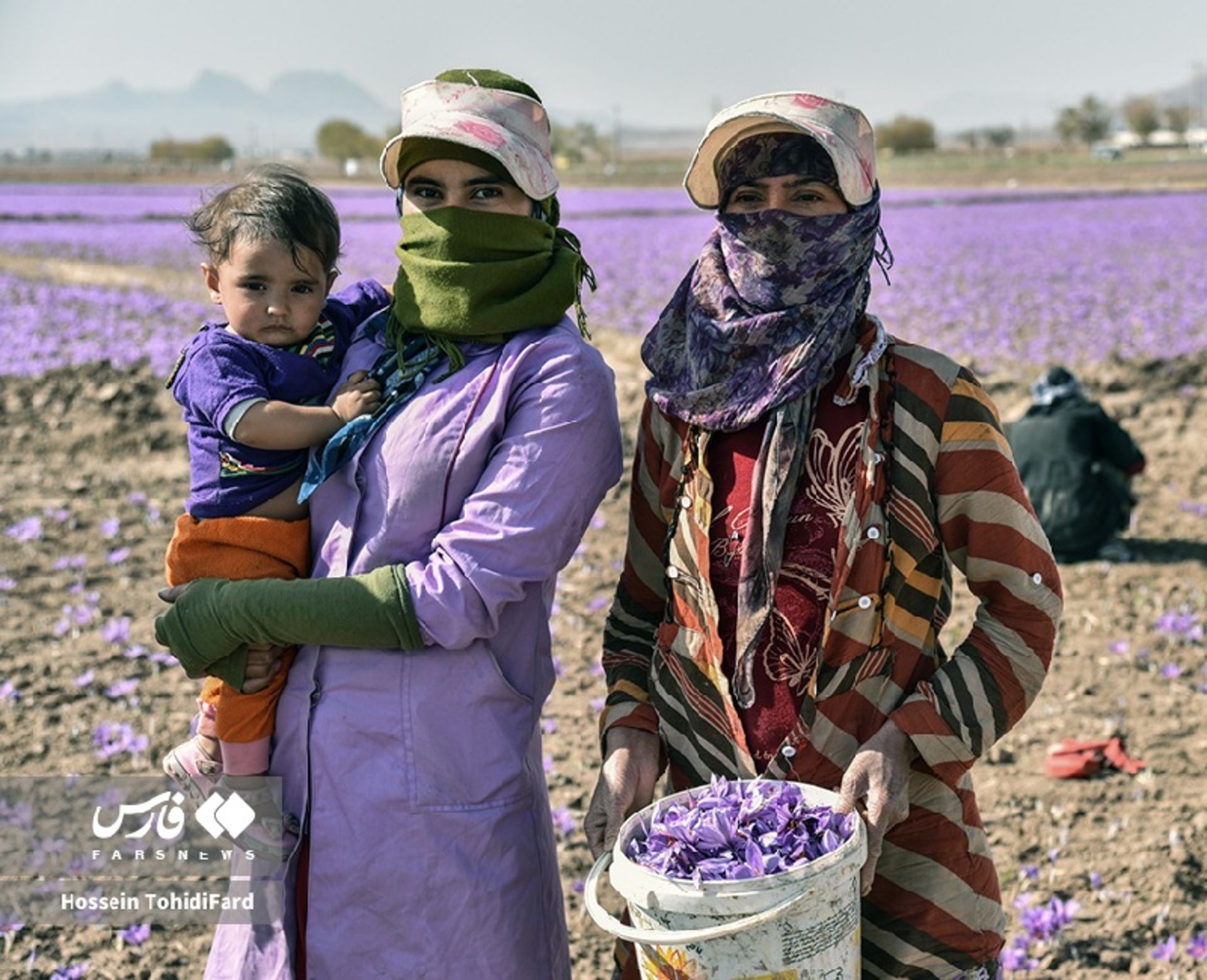 جشن طلای سرخ؛ تصاویر نفسگیر از برداشت زعفران در قائنات 8 کشاورزان در حال برداشت زعفران در قائنات