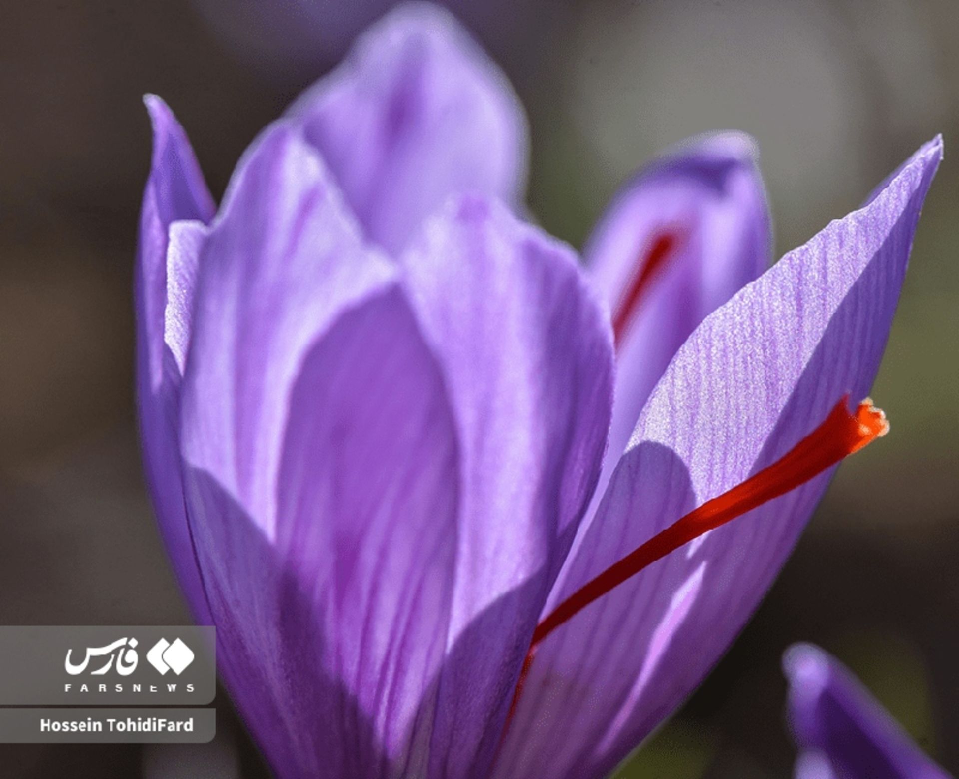 جشن طلای سرخ؛ تصاویر نفسگیر از برداشت زعفران در قائنات 7 برداشت گل زعفران در قائنات