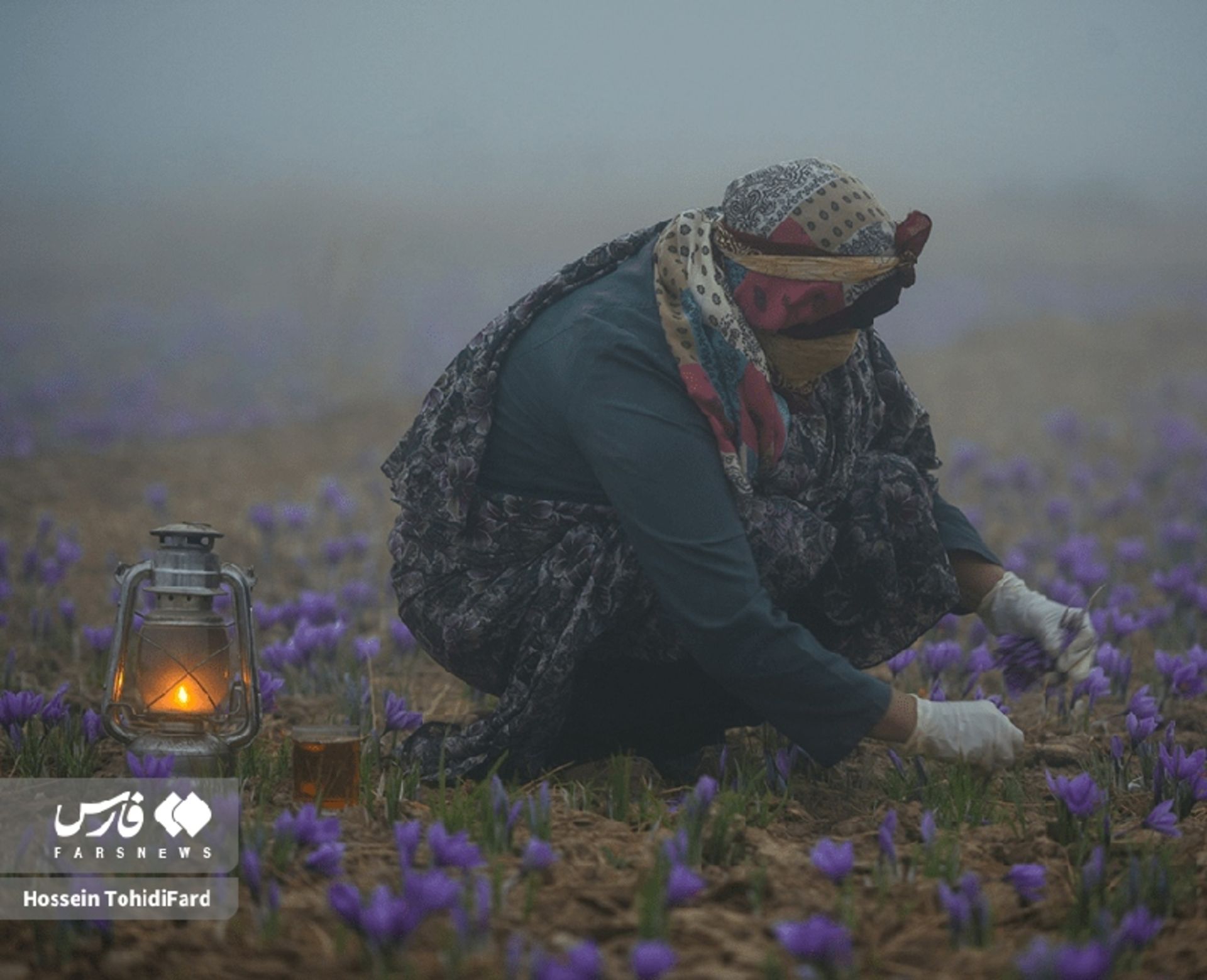 جشن طلای سرخ؛ تصاویر نفسگیر از برداشت زعفران در قائنات 10 زنان در حال برداشت زعفران