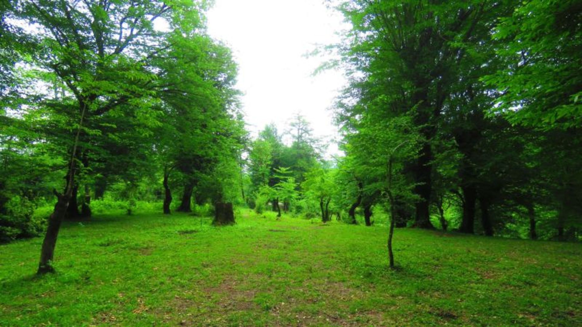 طبیعت سرسبز جنگل لفور