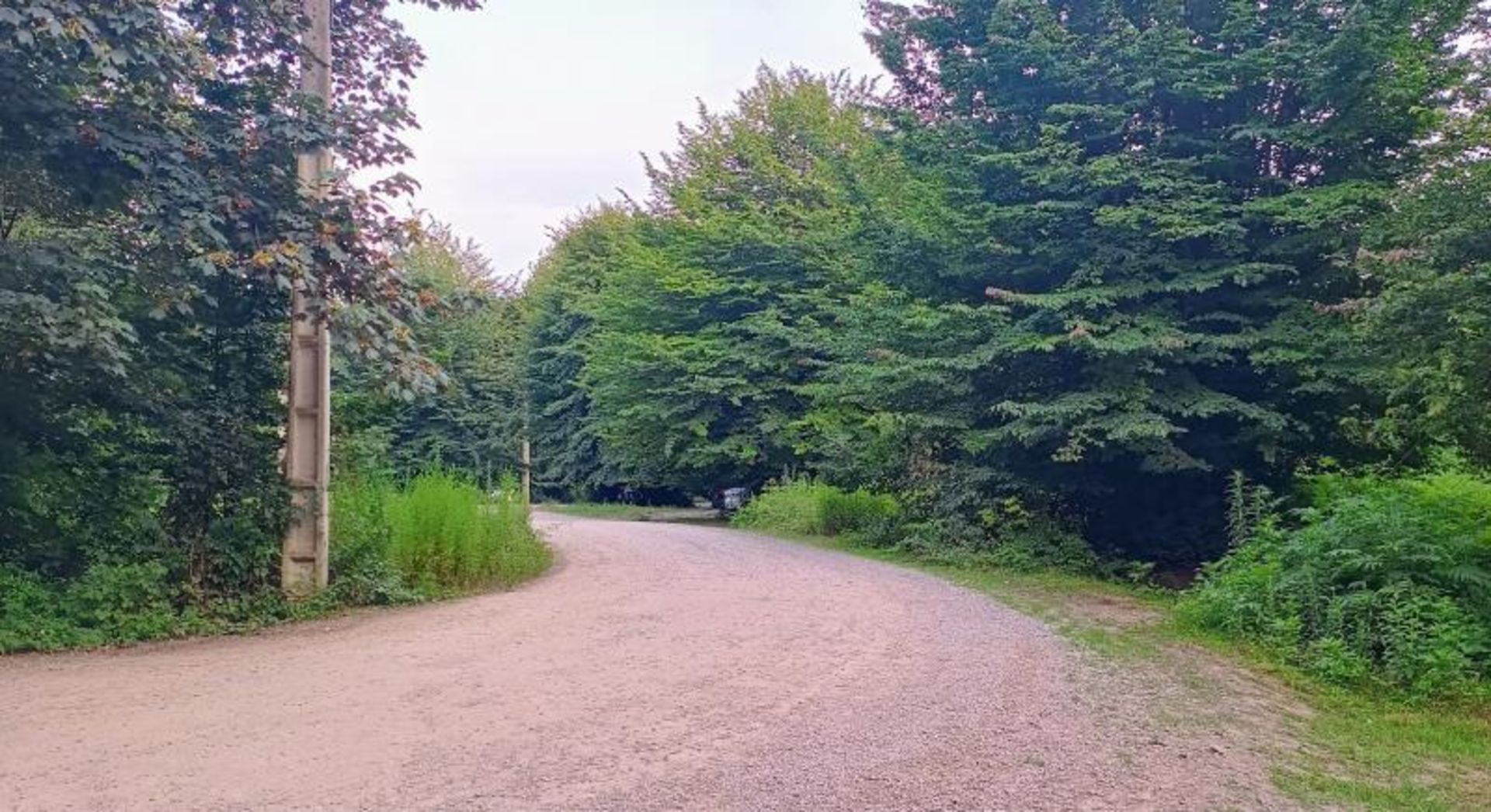 طبیعت سرسبز پارک جنگلی بزچفت