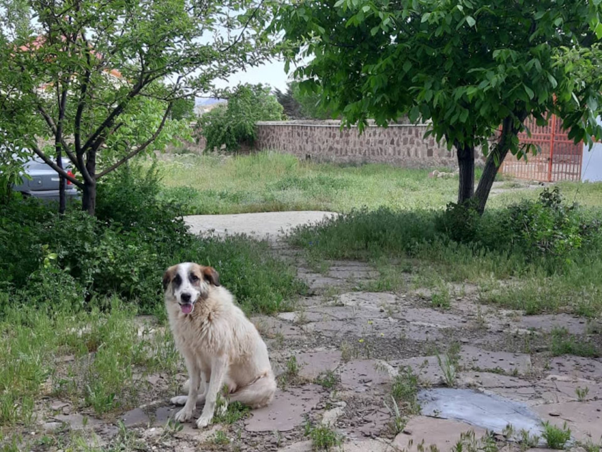طبیعت سرسبز روستای سیدآباد دماوند