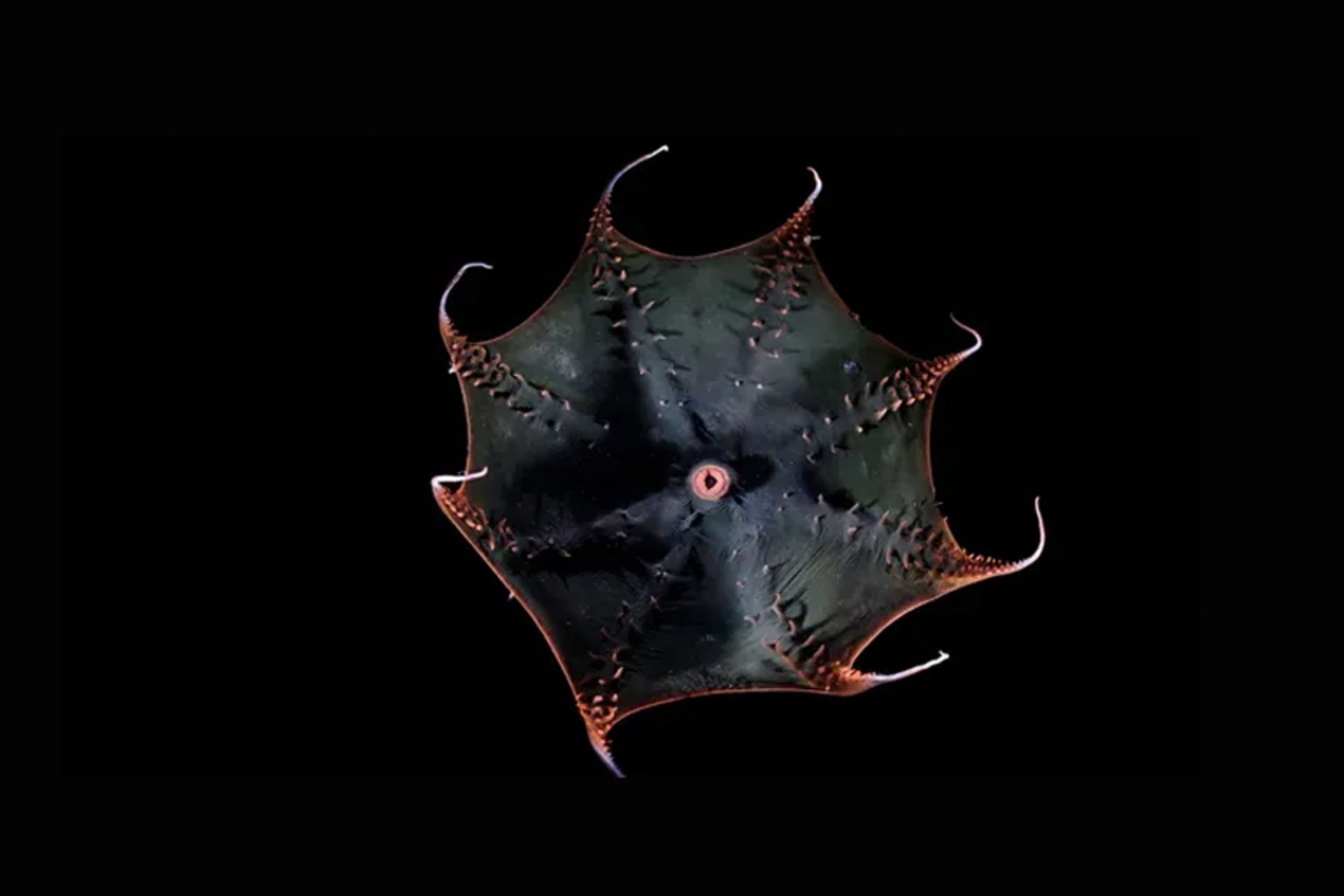 اسکوئید خون‌آشام