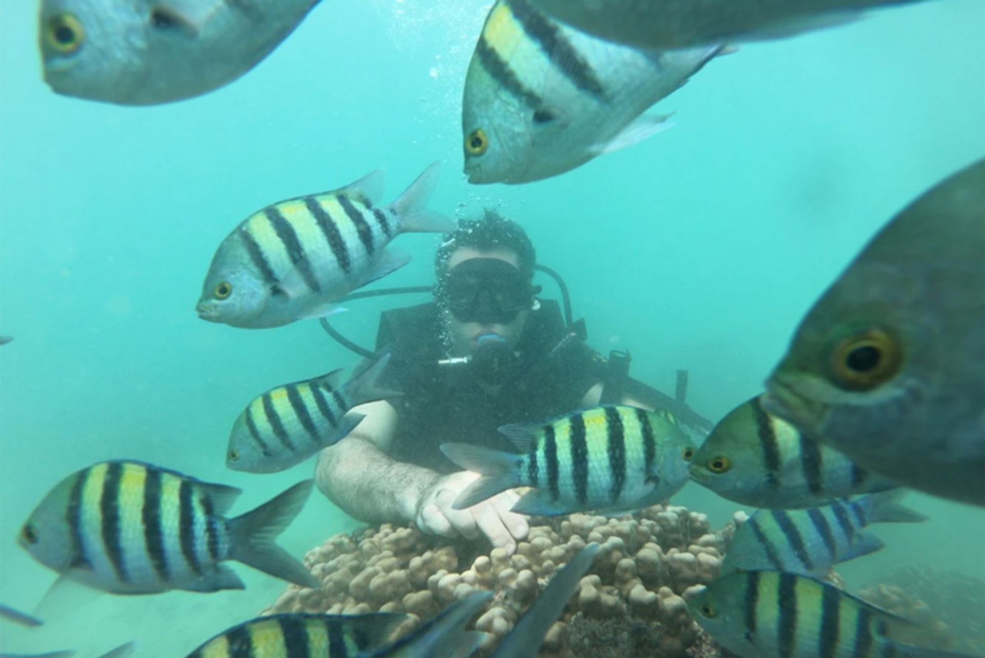 معرفی تفریحات کیش: راهنمای جامع جاهای تفریحی کیش 5 تفریحات کیش