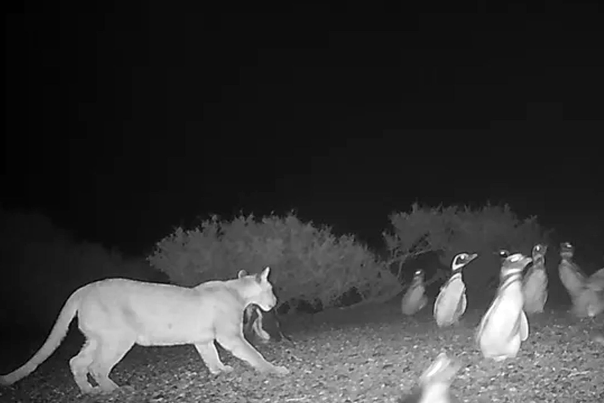 شکار پنگوئن