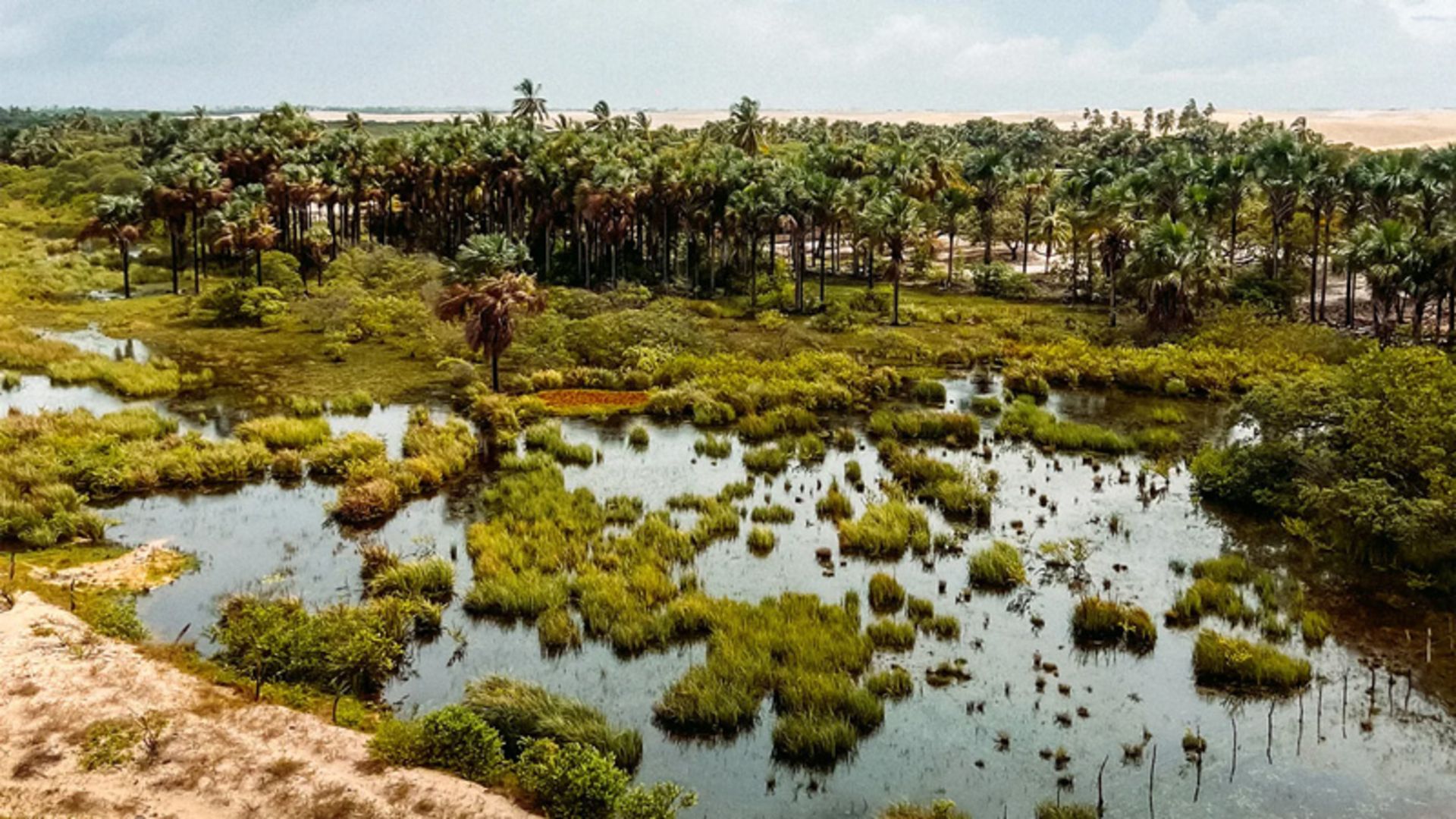 پوشش گیاهی پارک ملی لینسویز ماراینسیز