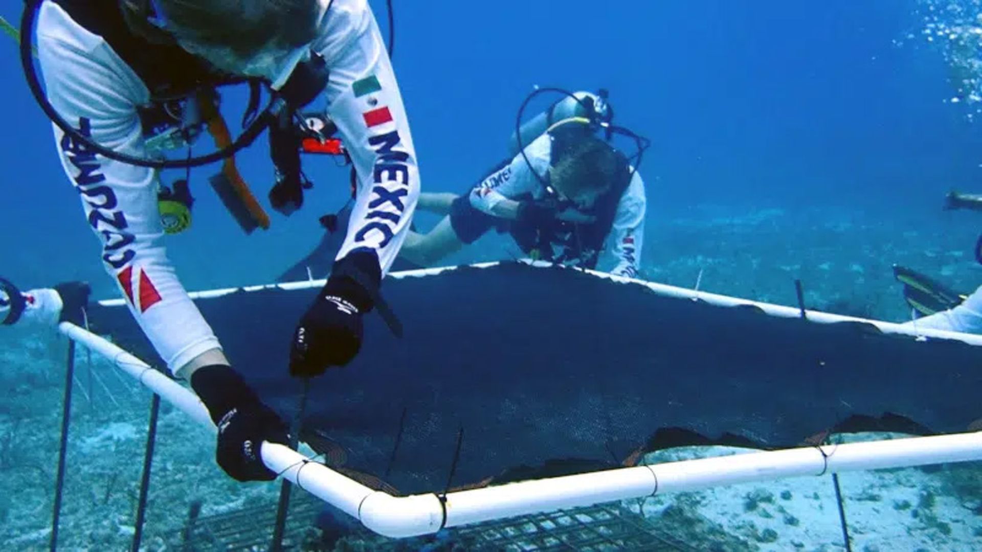 نصب سکوی پرینت سه‌بعدی برای پرورش مرجان