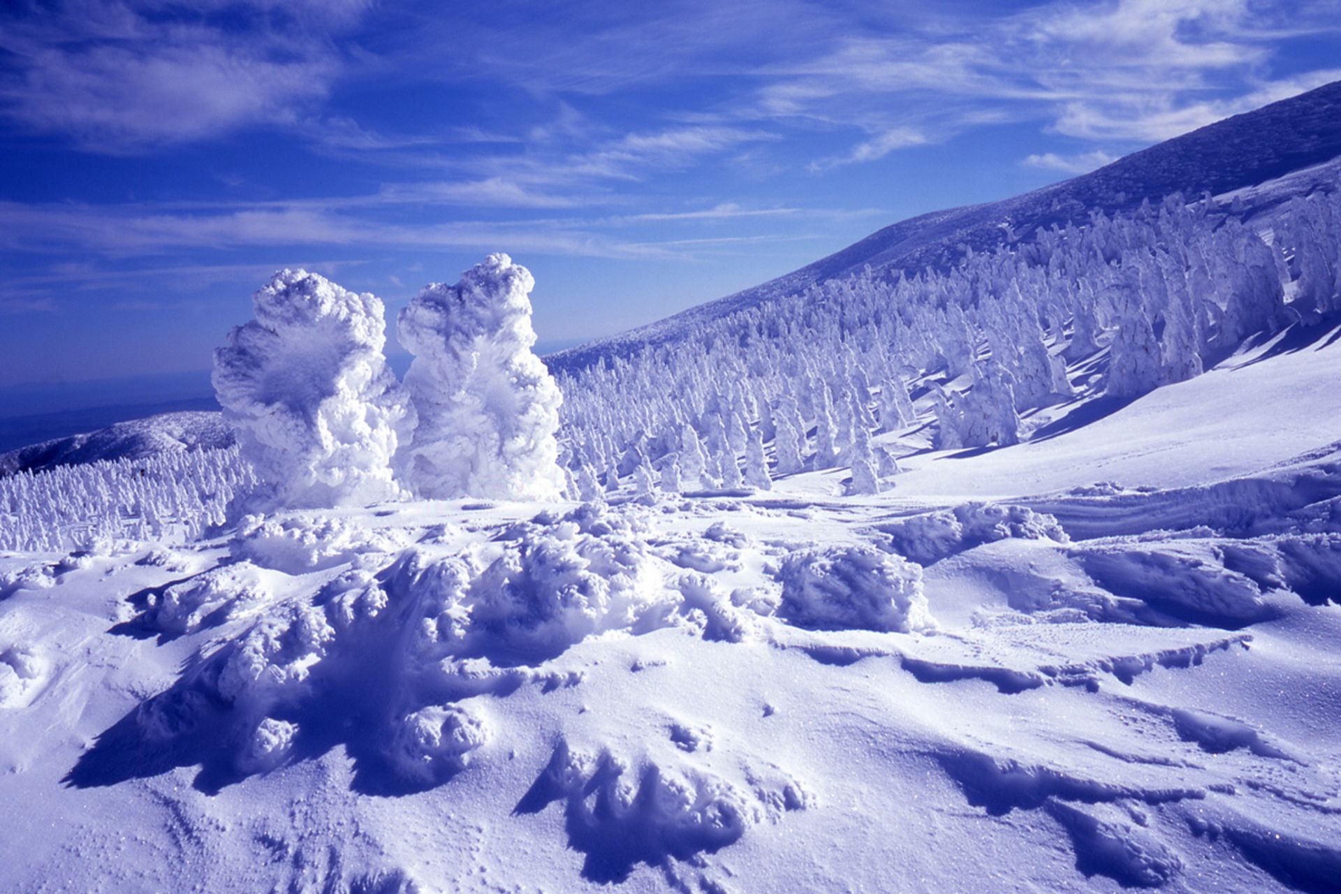 مرگ خاموش هیولاهای برفی؛ ستونهای یخی که آب میشوند 3 کاجهای برفی در پدیده جوهیو در کوهستان ژاپن