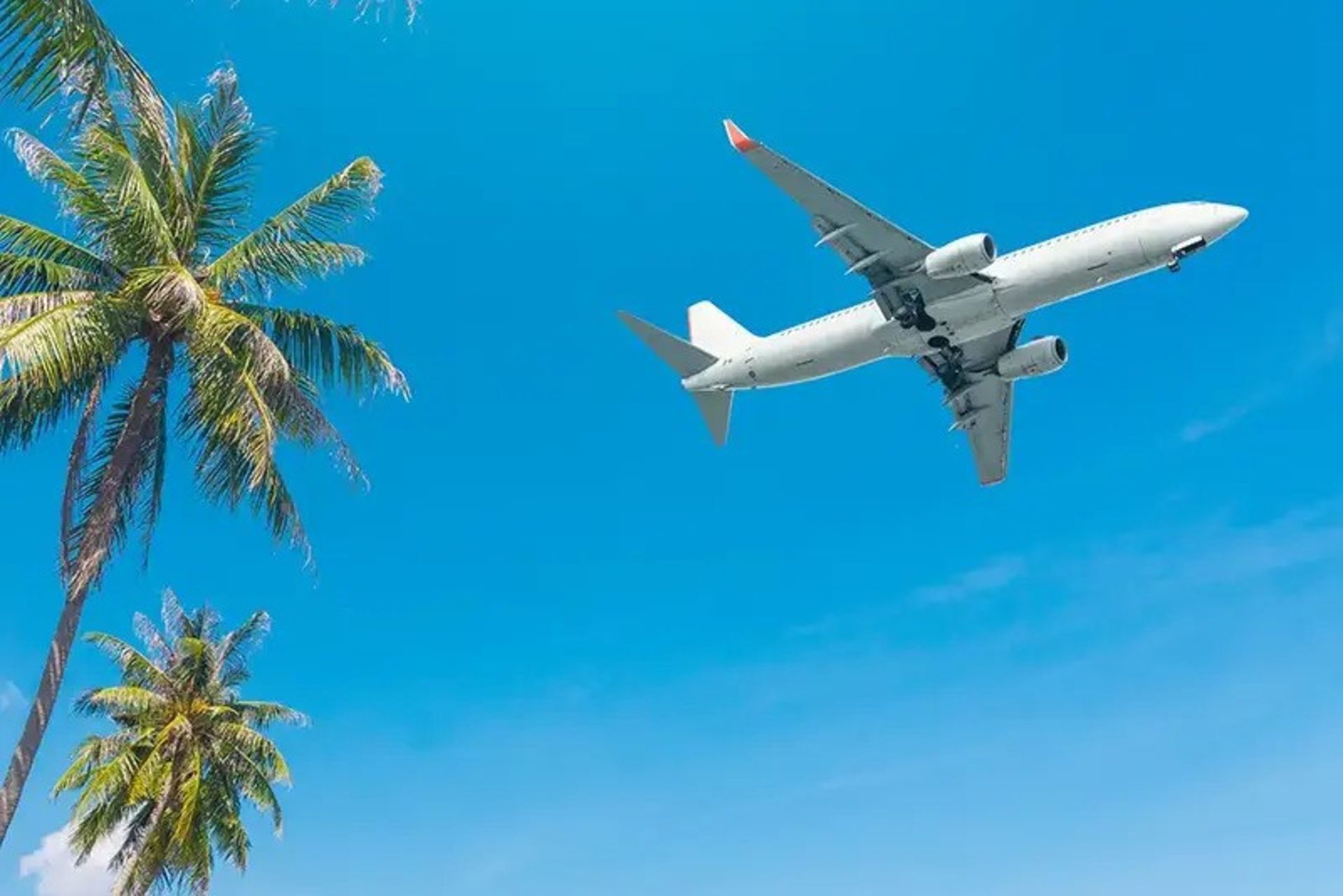 هواپیما بر فراز نخلستان های بوشهر