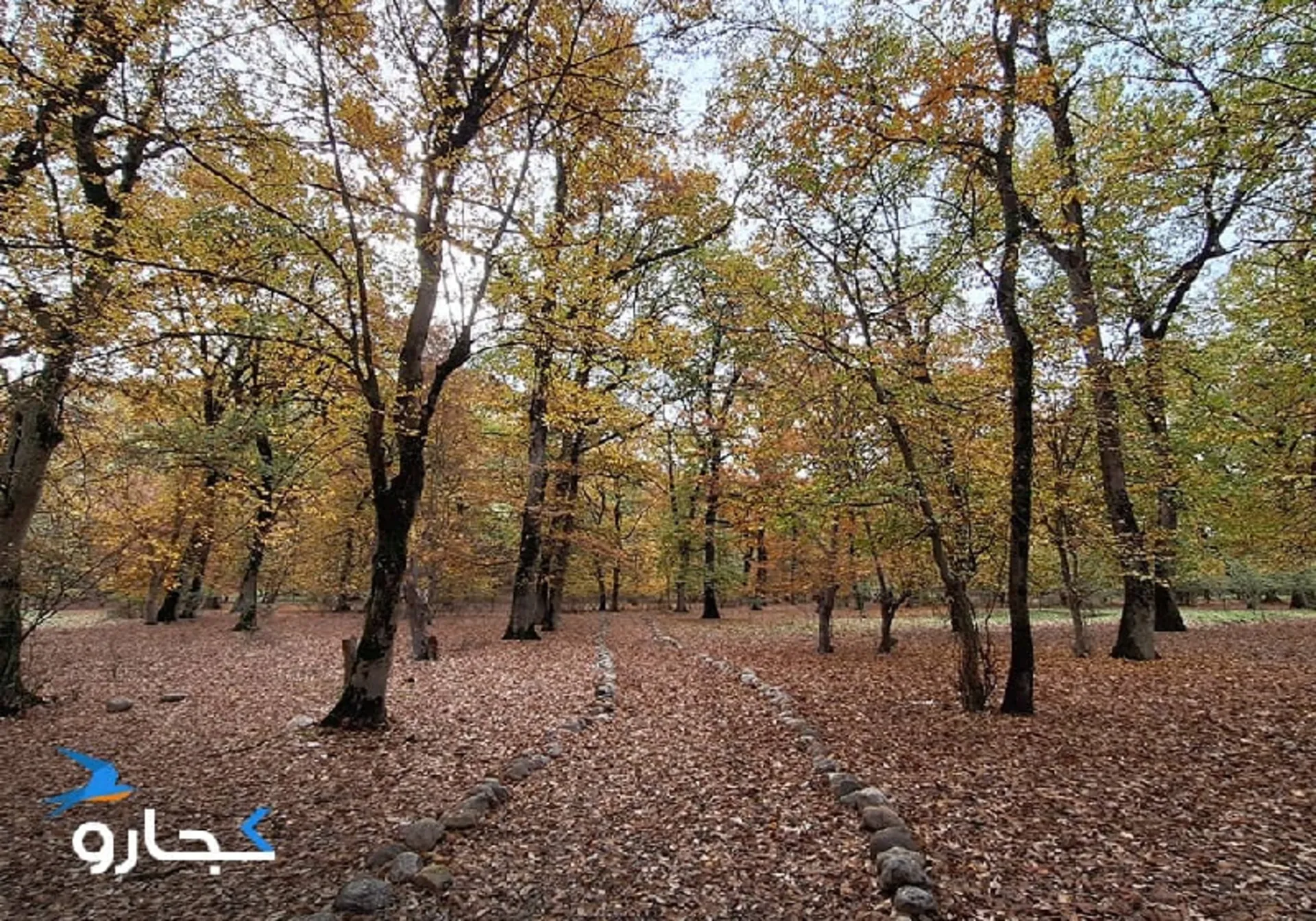 پارک جنگلی قرق