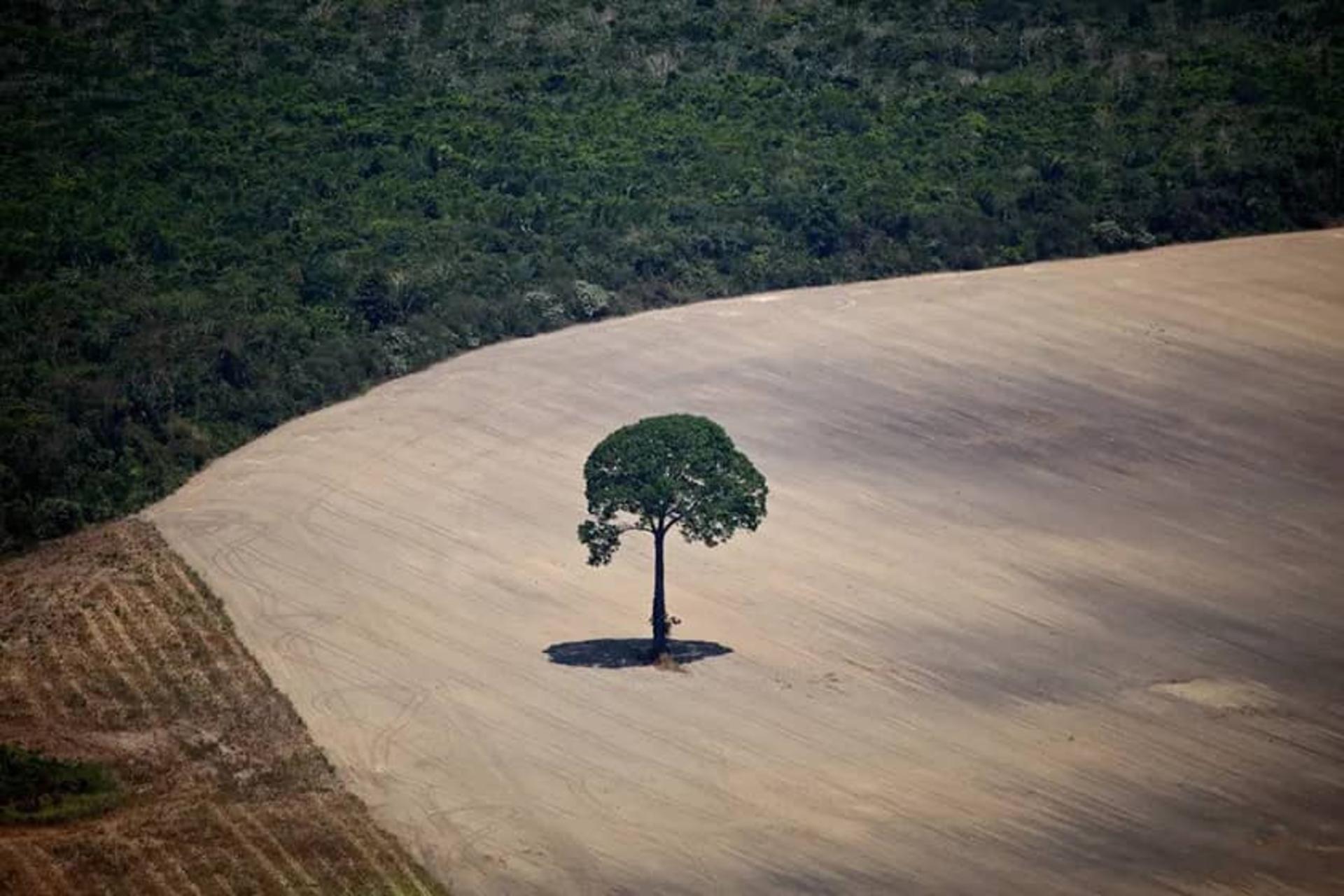 تک درختی بلند در نزدیکی انبوهی از درختان جنگل آمازون