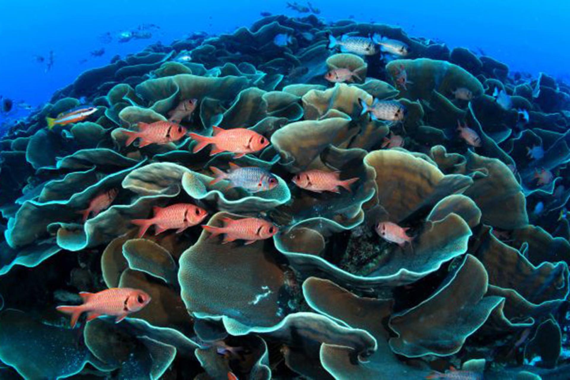 غواصی در پالائو؛ منبع عکس: regal-diving.co.uk؛ عکاس: نامشخص