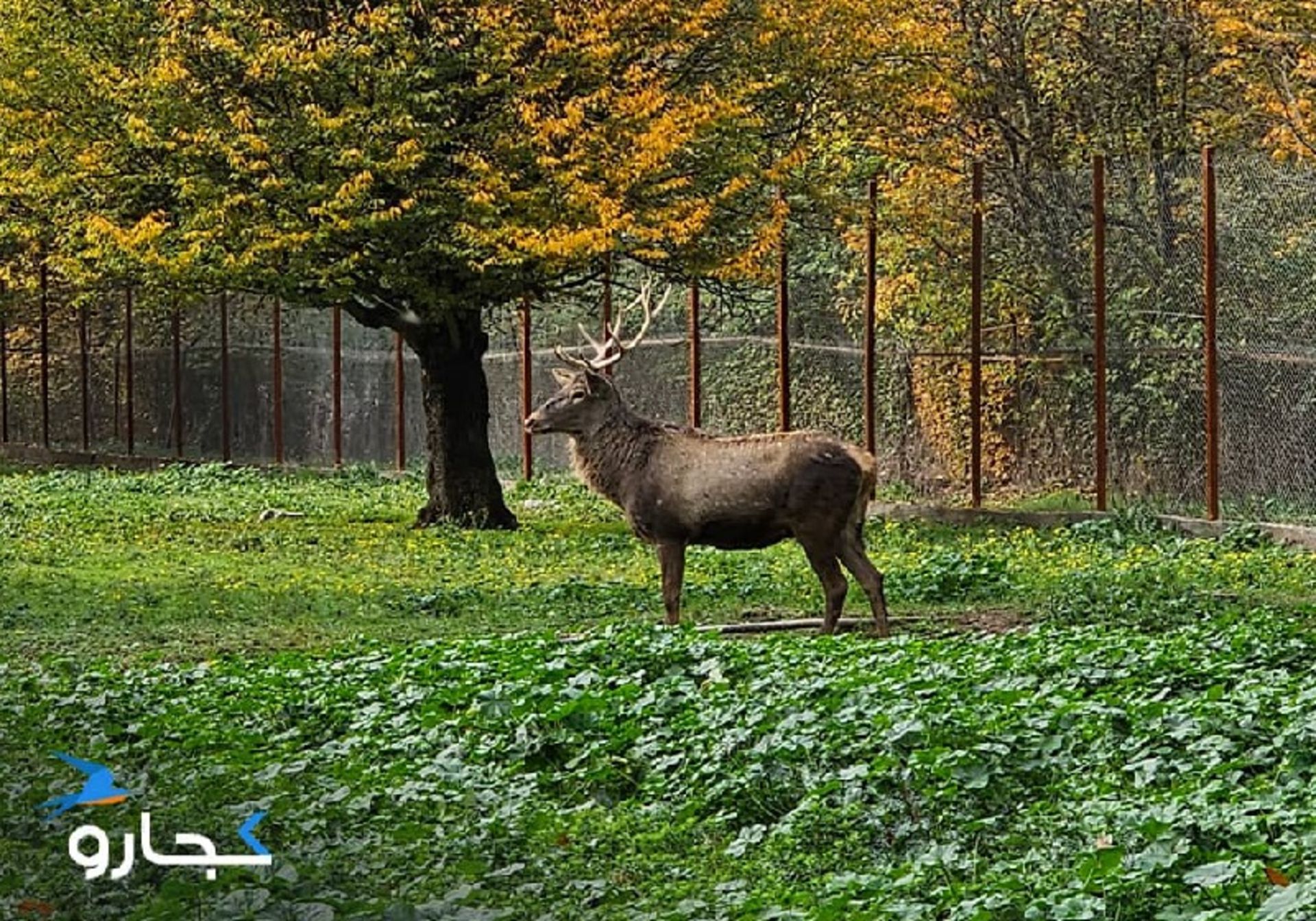 مرال‌ها در جنگل قرق