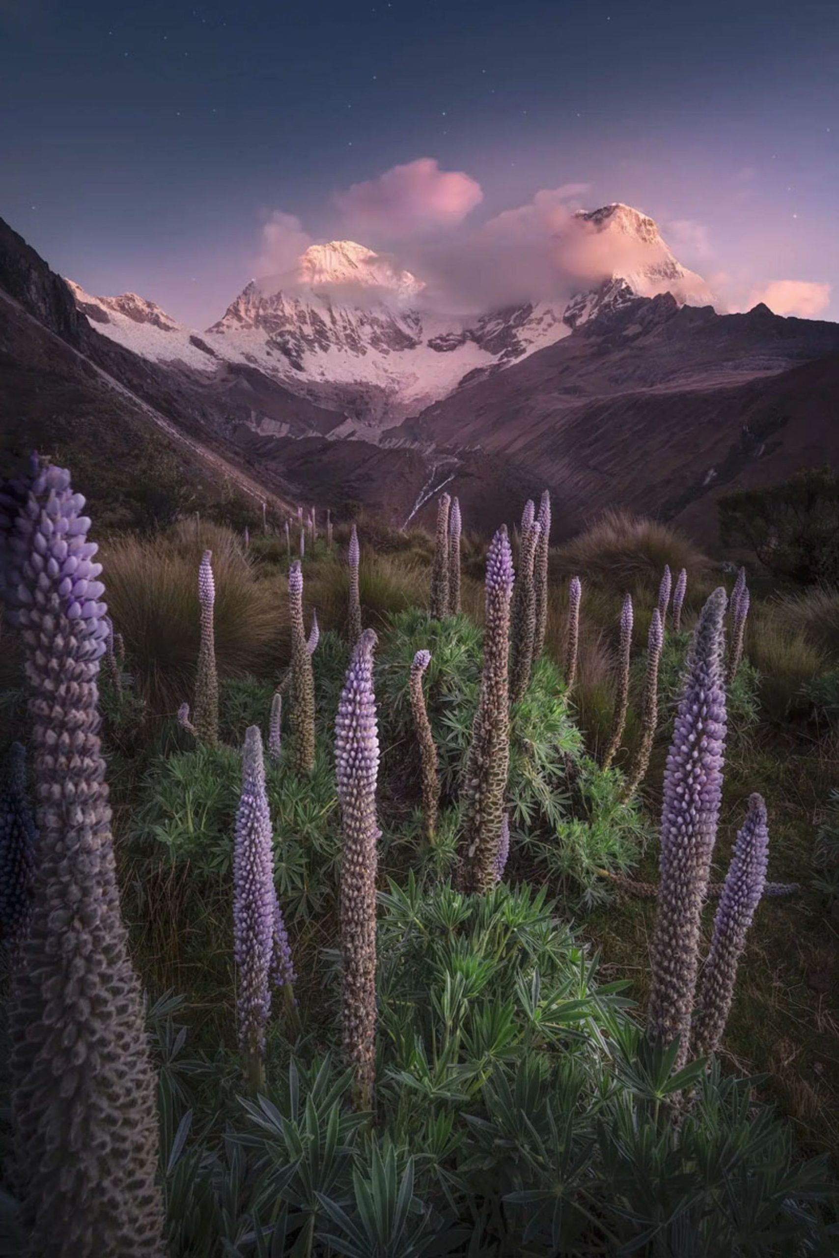 گیاه برج جواهرات با گل های مخروطی