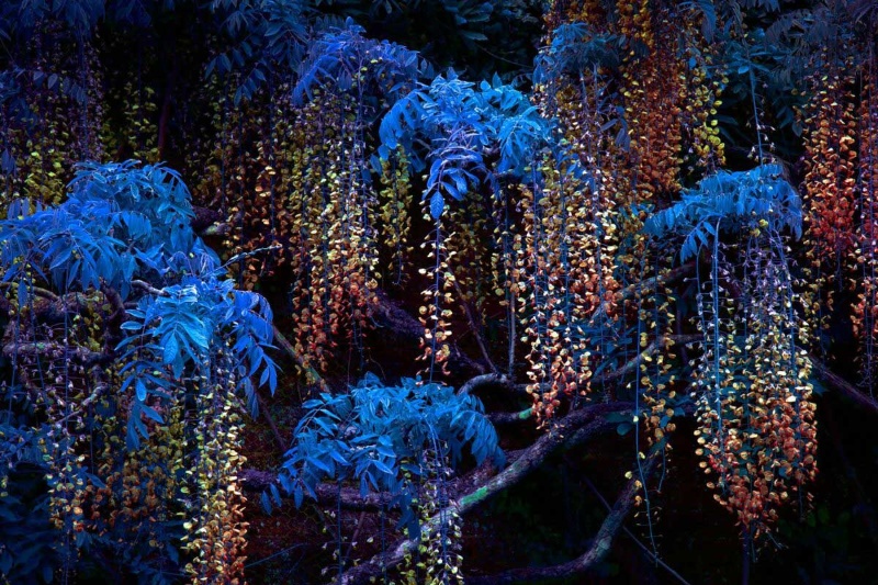 درخشش سبز؛ سفری به دنیای نئونی گیاهان 2