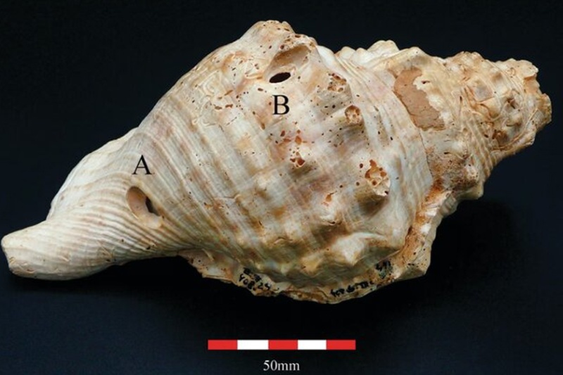 قدیمیترین ساز جهان کشف شد؛ ساز بادی با ۶ هزار سال قدمت! 2