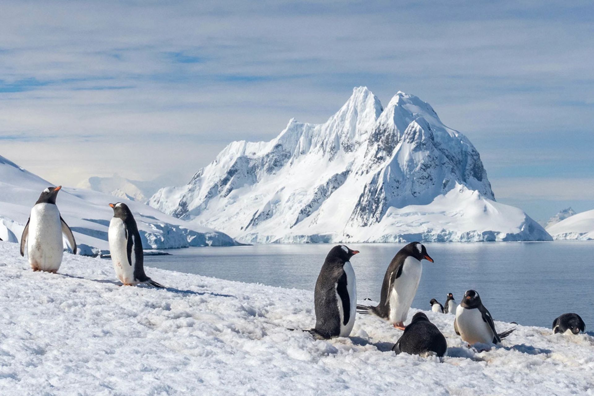 پنگوئن ها در ساحل جنوبگان