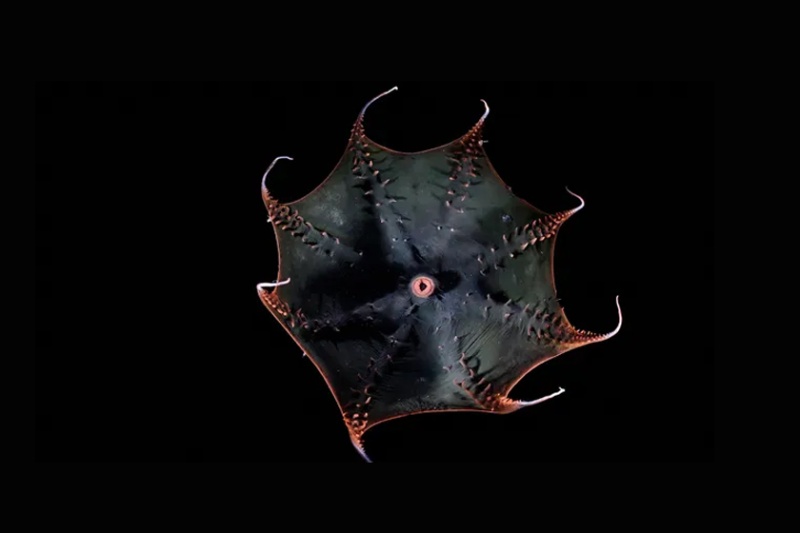 رمزگشایی از هیولای اعماق اقیانوس؛ راز اسکوئید خونآشام فاش شد (ویدیو) 6