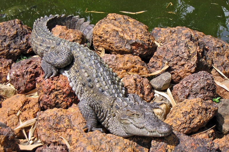 هشدار درباه خروج گاندوها؛ از زیستگاهها فاصله بگیرید 3