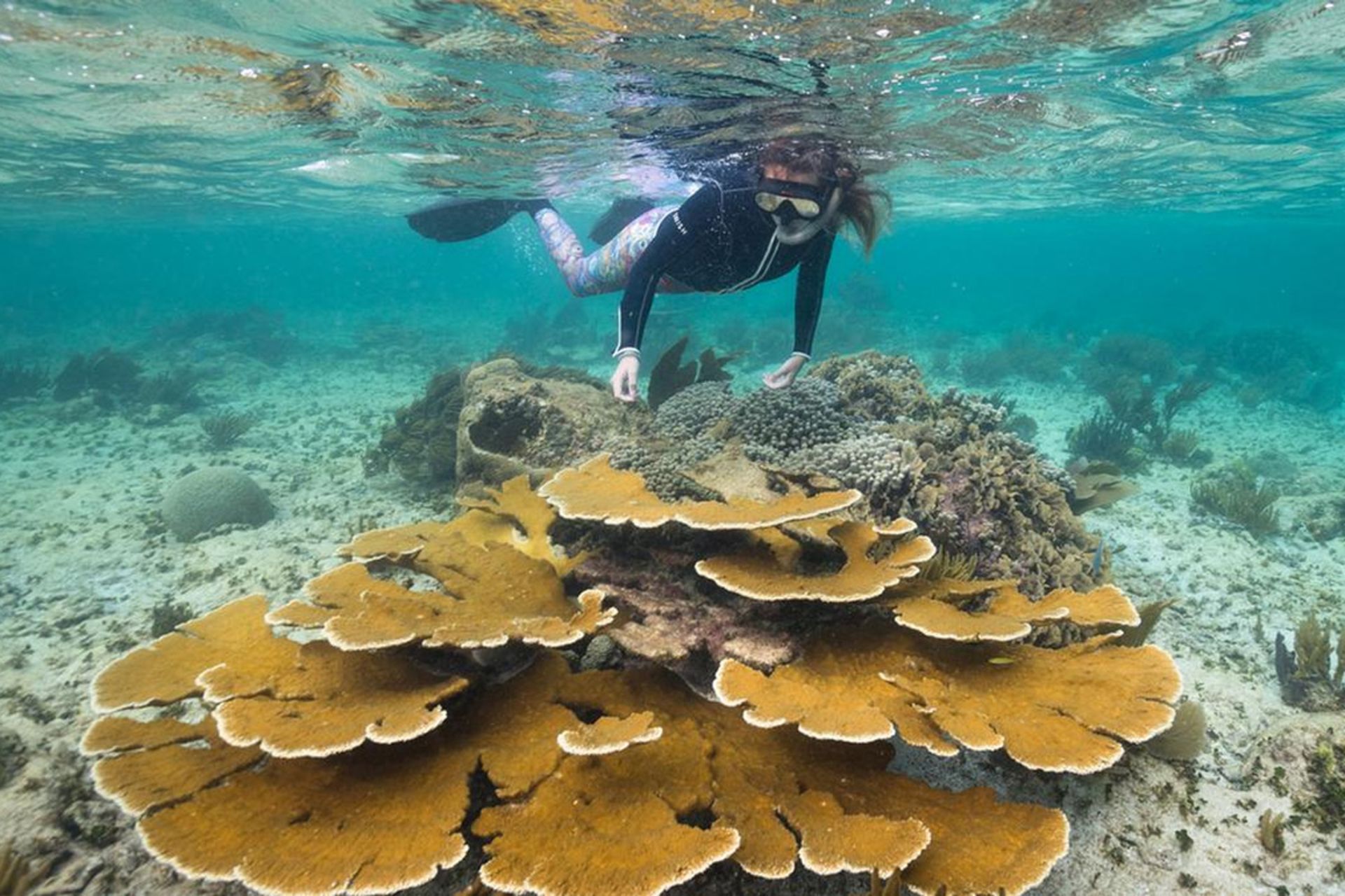 غواصی در کوزومل برای احیای صخره‌های مرجانی