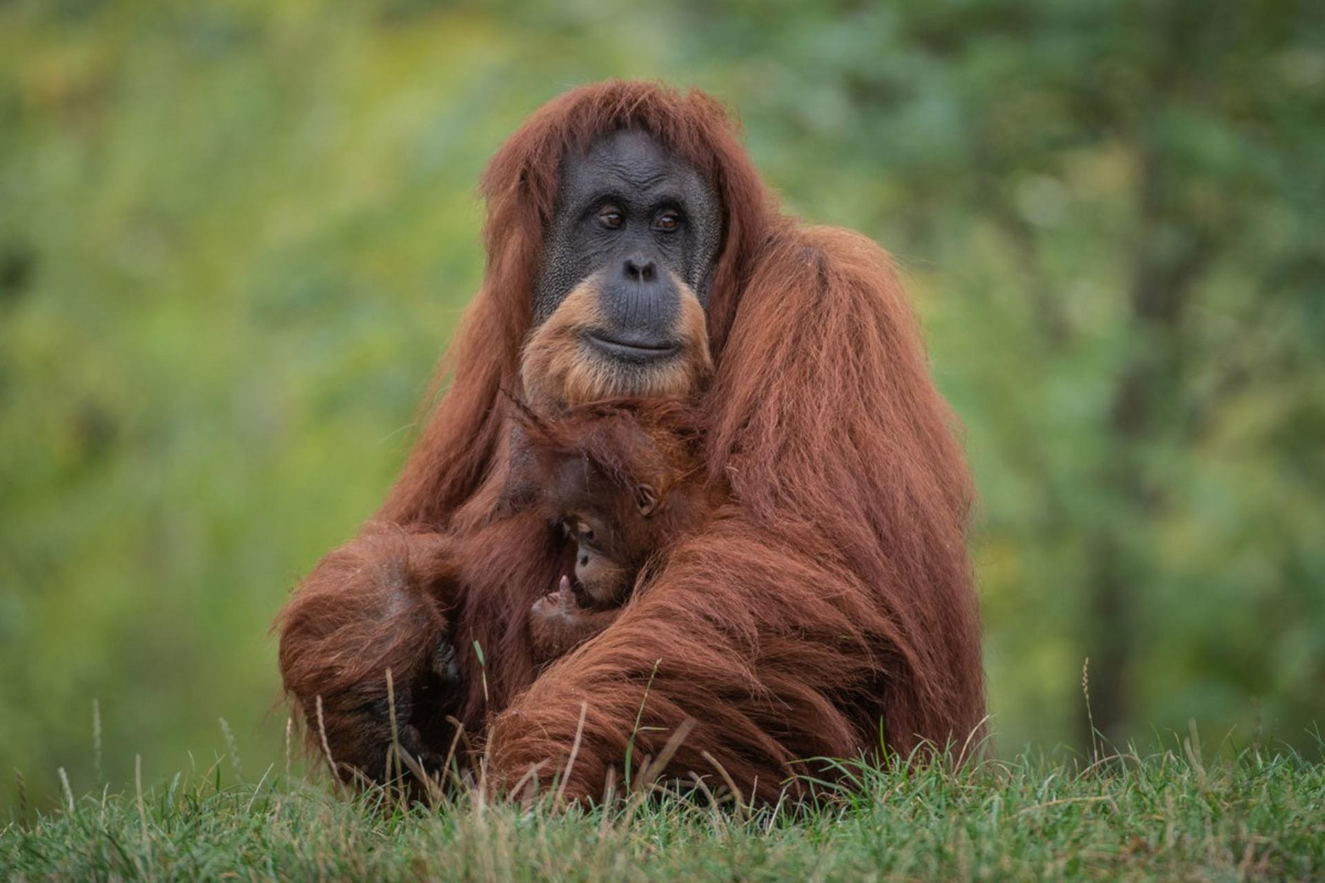 اورانگوتان‌ های سوماترایی اندونزی 