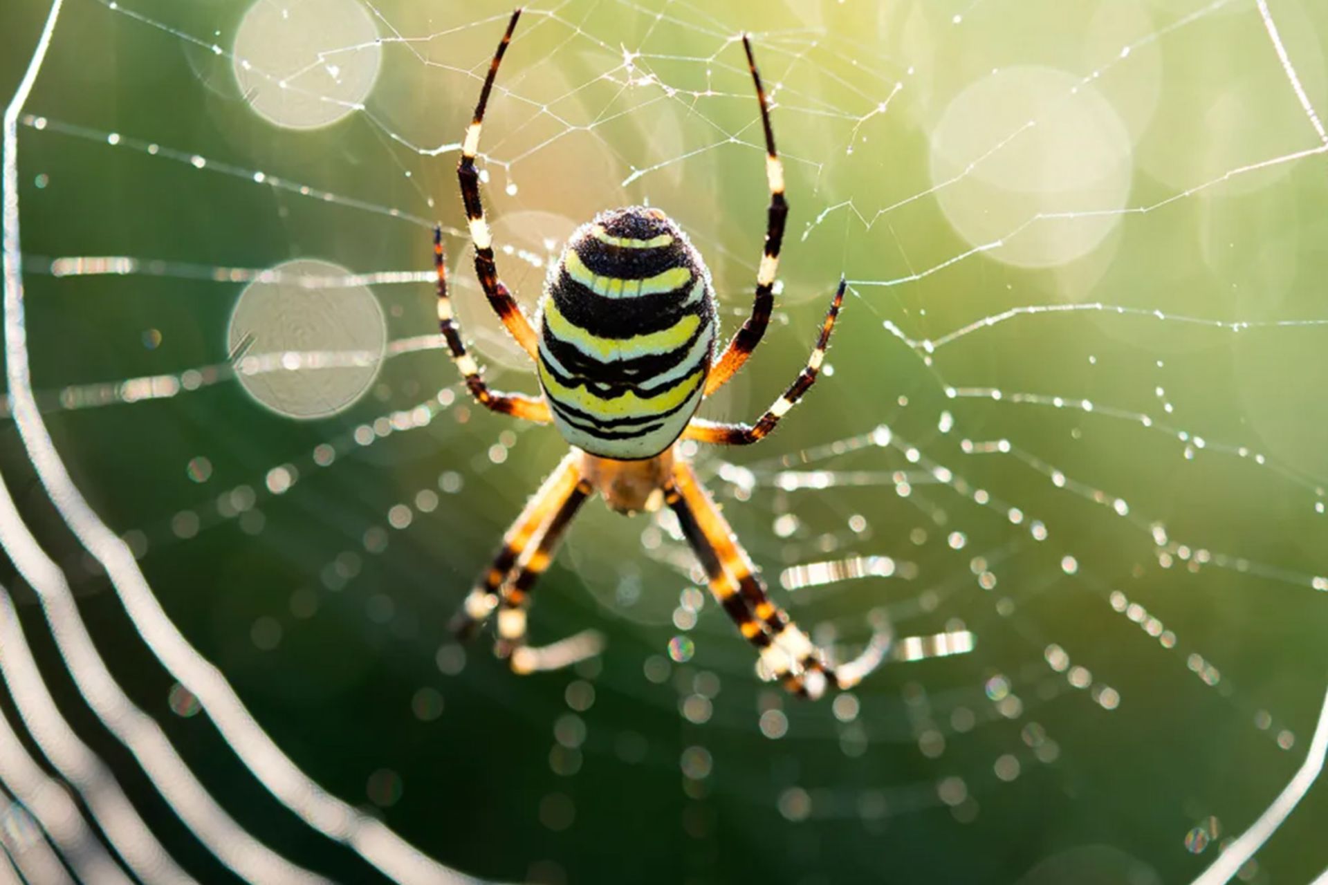 نمای نزدیک از یک عنکبوت با بدن راه راه زرد و مشکی