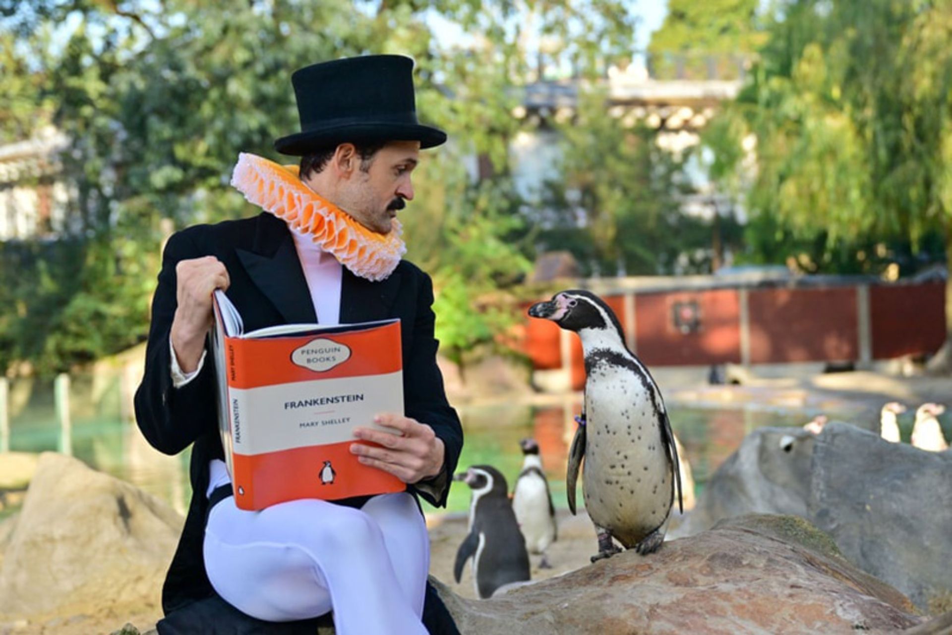 کمدین گری استار در حال خواندن کتاب برای کلونی پنگوئن‌ها در باغ وحش لندن