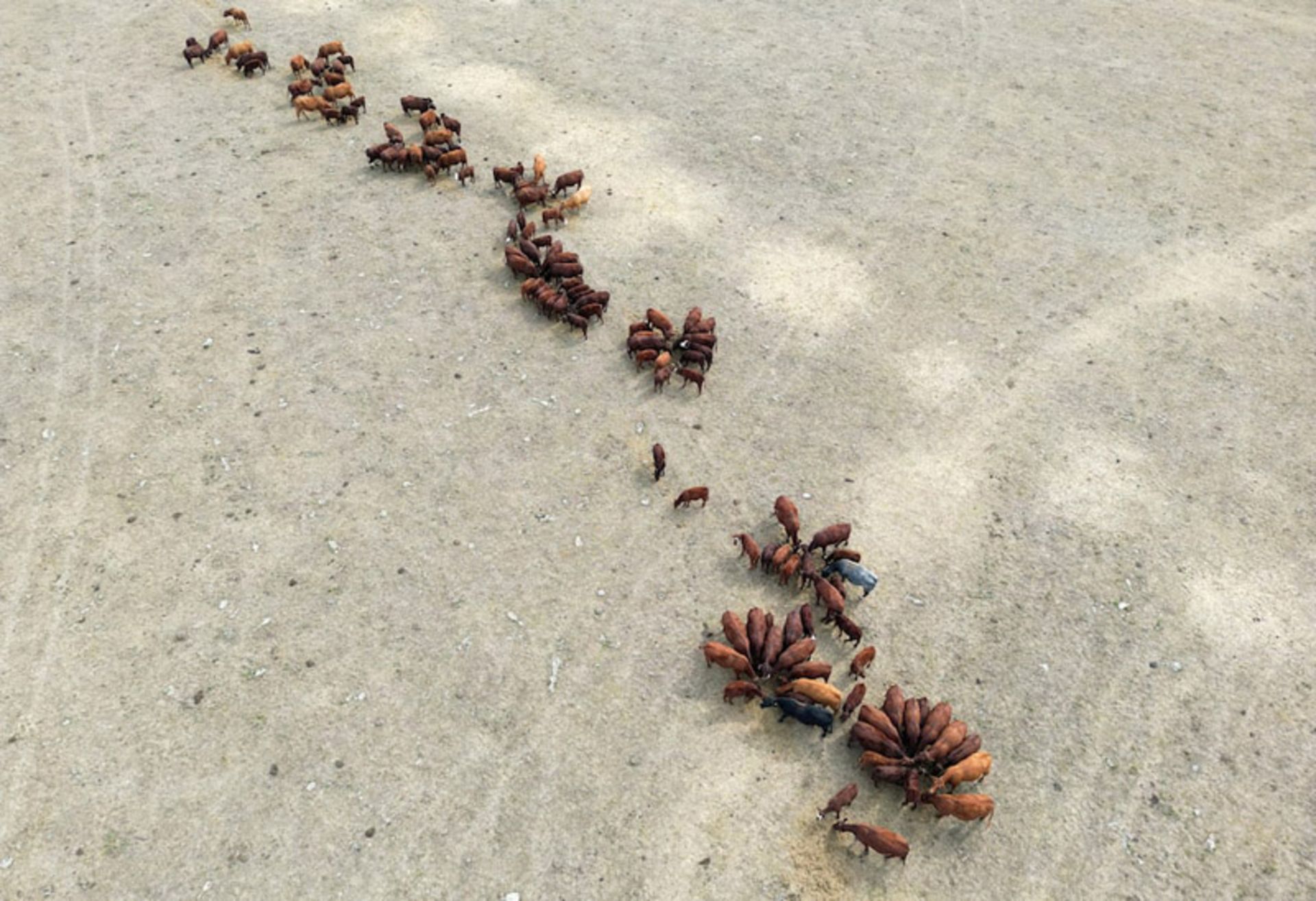 عکس هوایی از گله گاوهای در حال چرا در بریتانیا