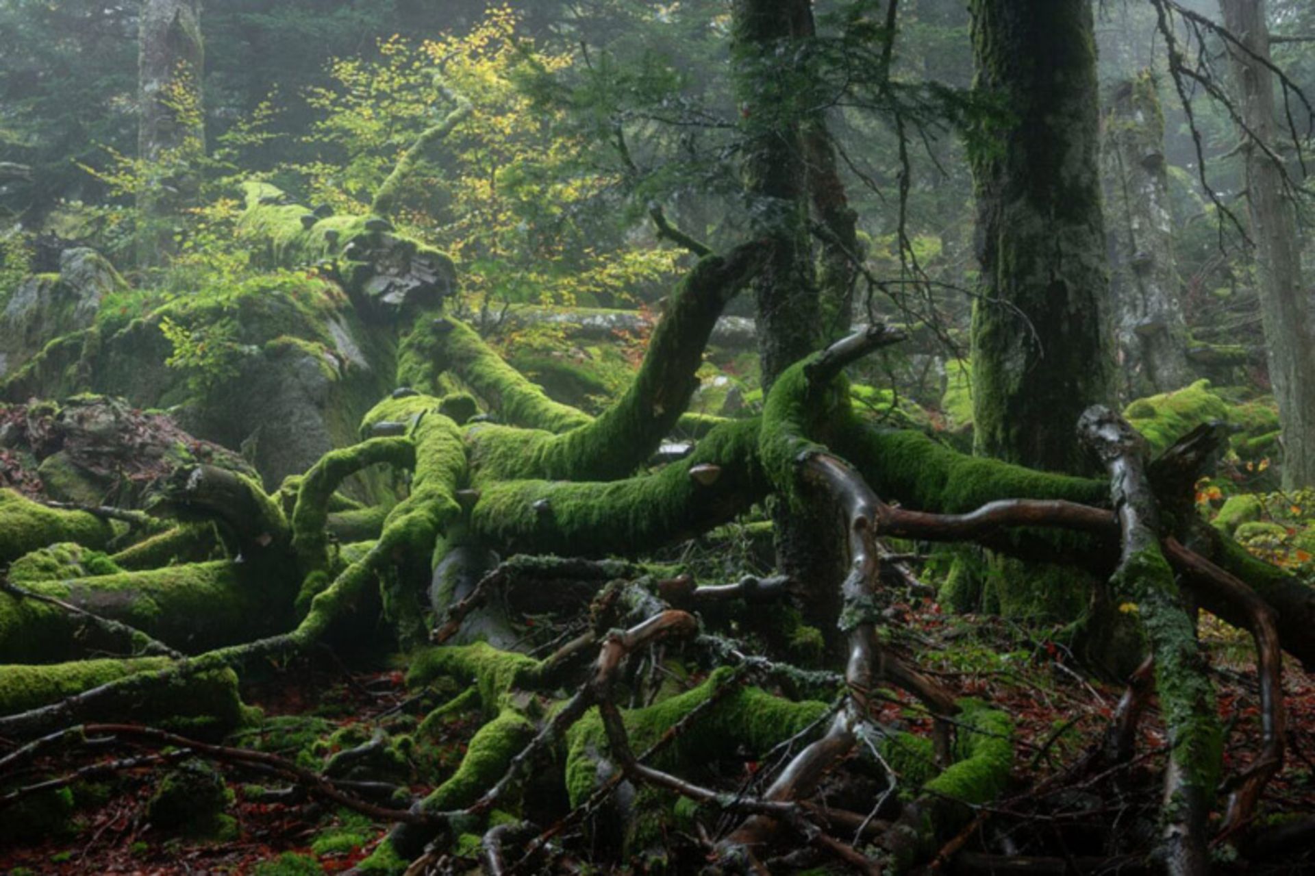 ریشه های بیرون زده درخت جنگلی