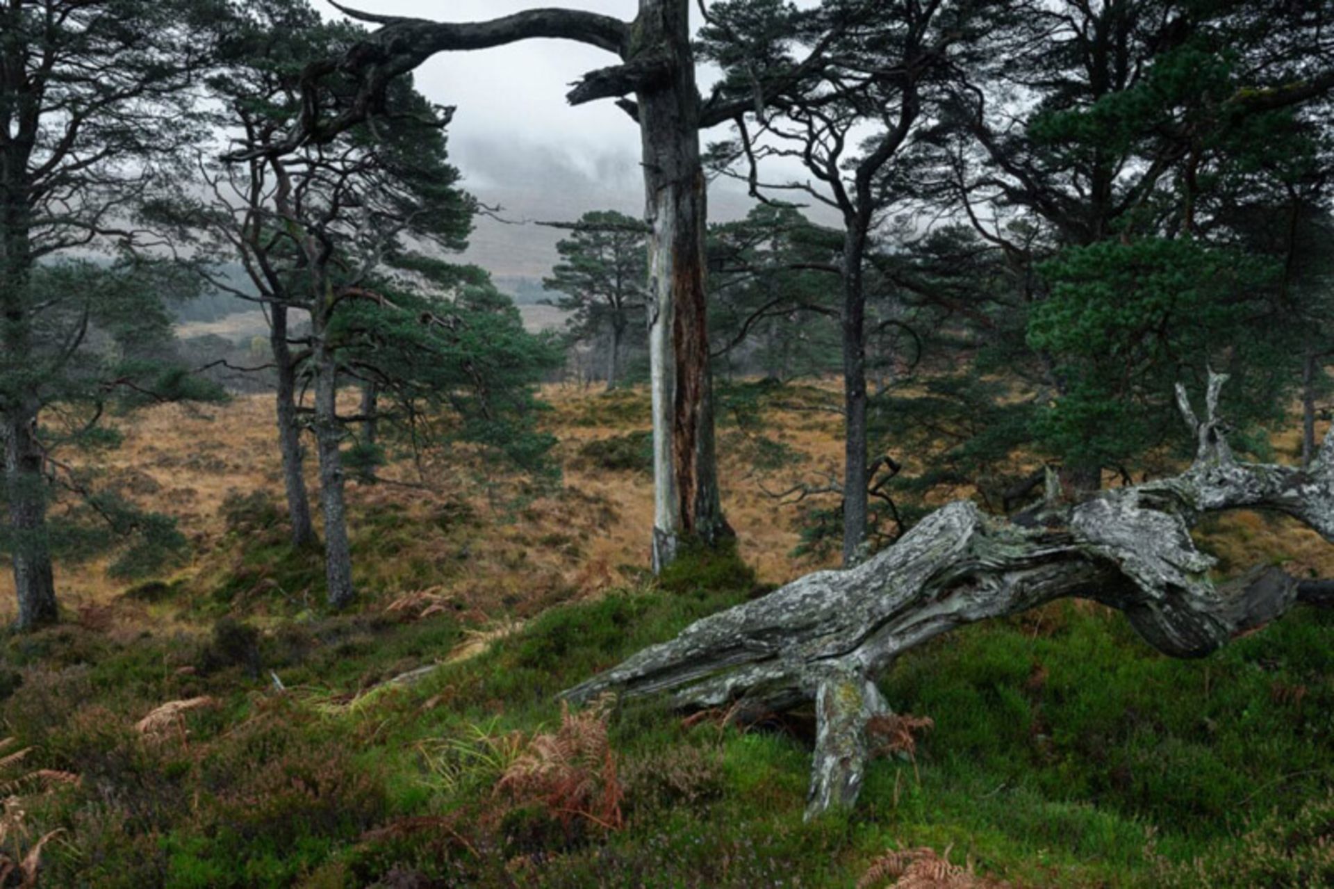 درختان در جنگلی کهن