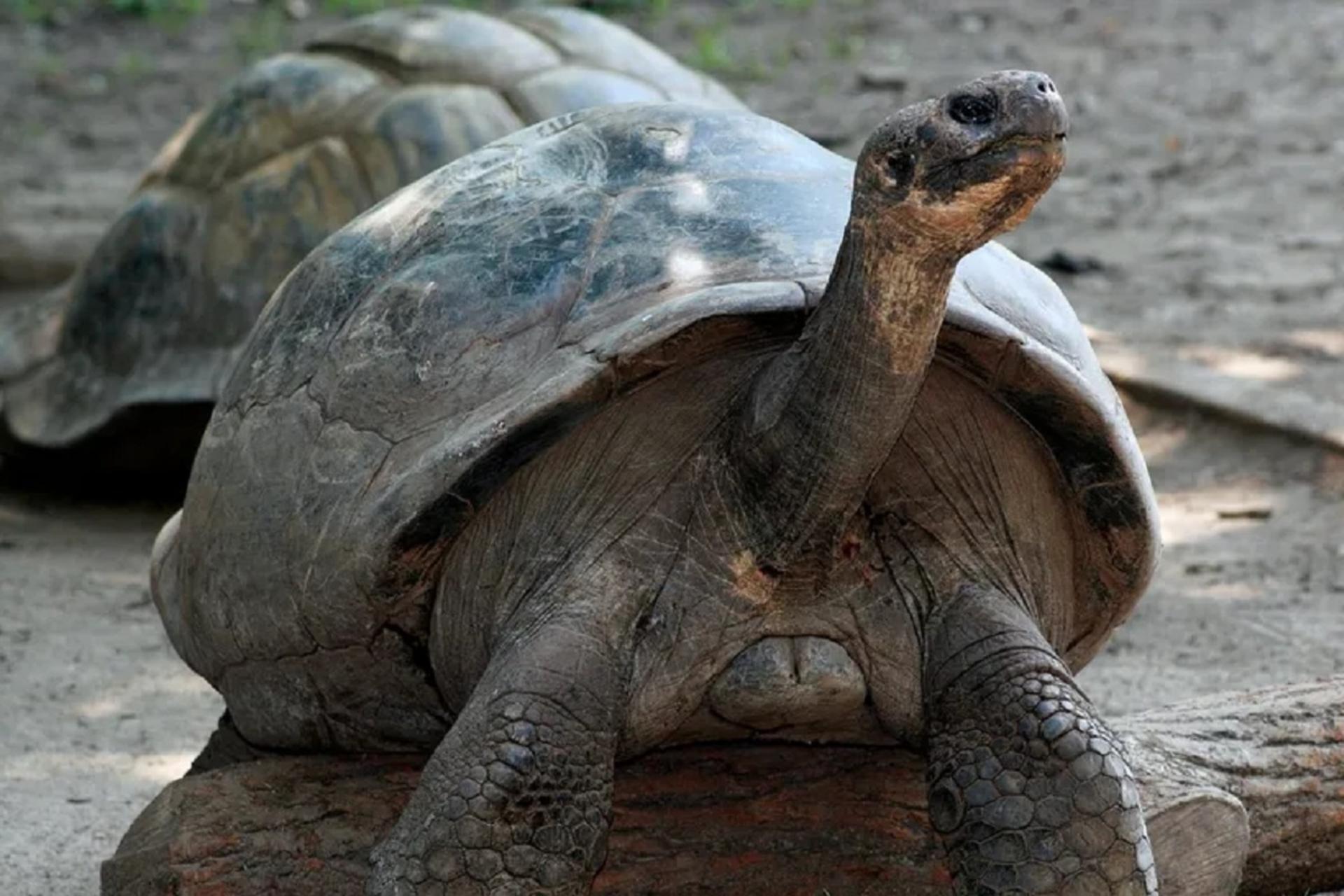 لاکپشت صد ساله