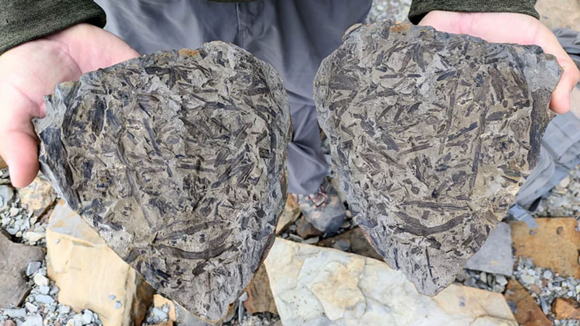 دو قطعه سنگ از فسیل‌های جزیره مینیسترز