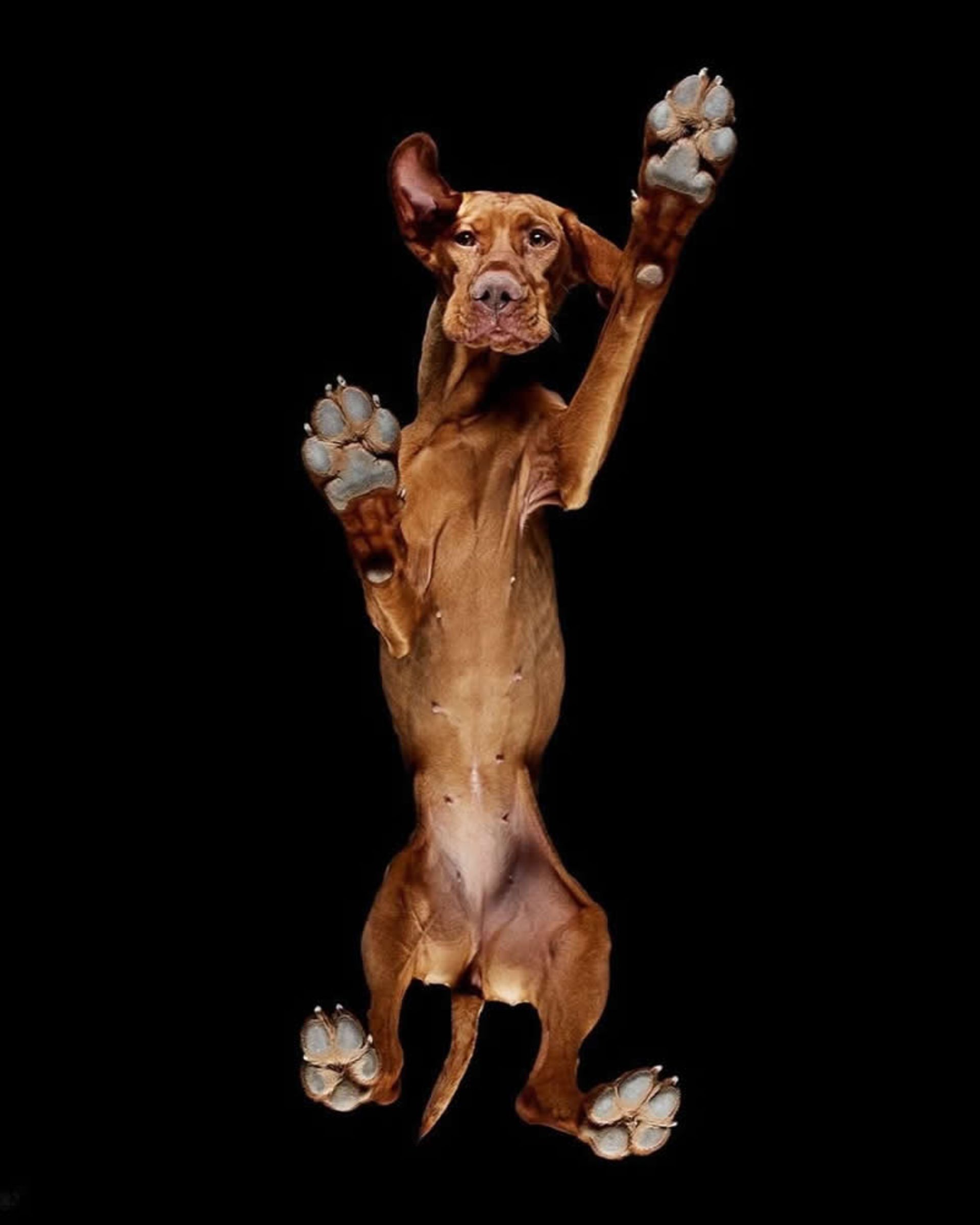 سگ قهوه ای ماده از نمای پایین