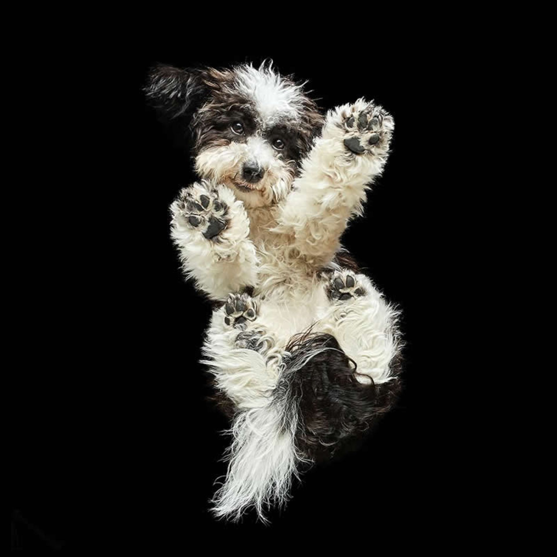 سگ پشمالو از نمای پایین