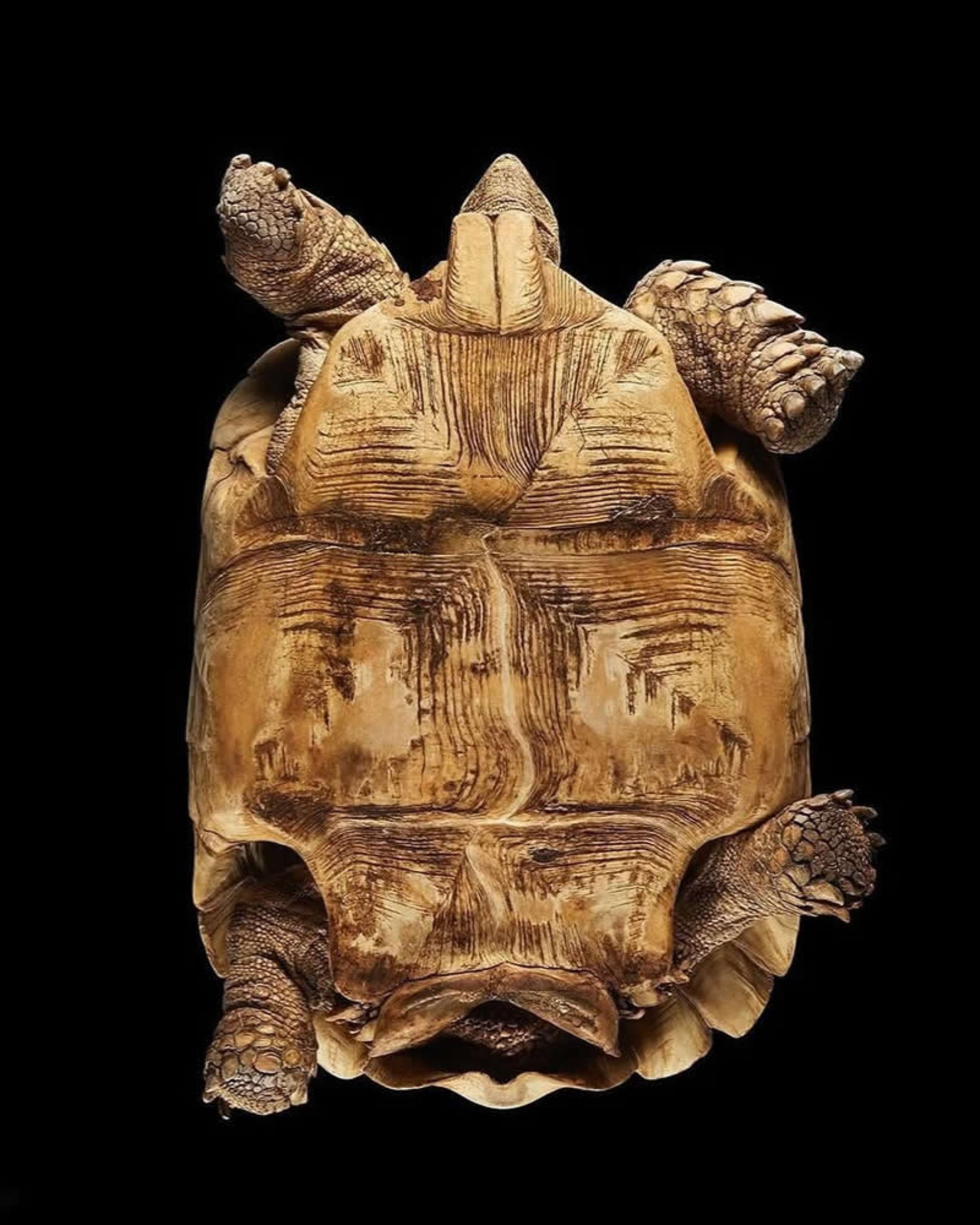  لاک پشت از نمای پایین