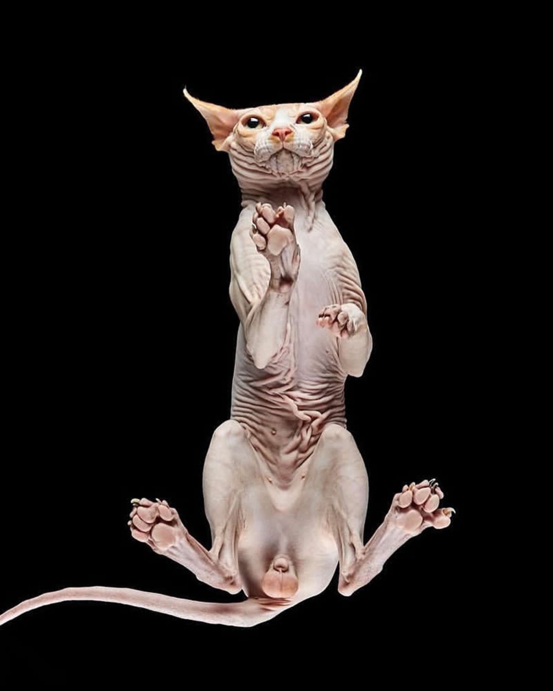 گربه بی مو از نمای پایین