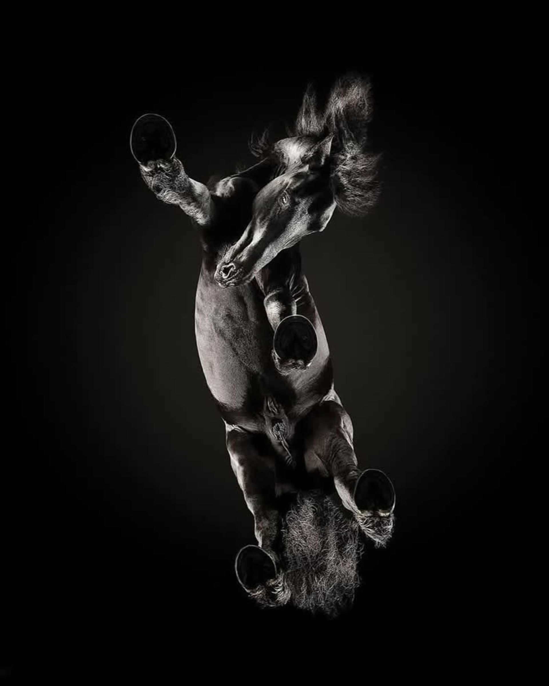 اسب سیاه از نمای پایین