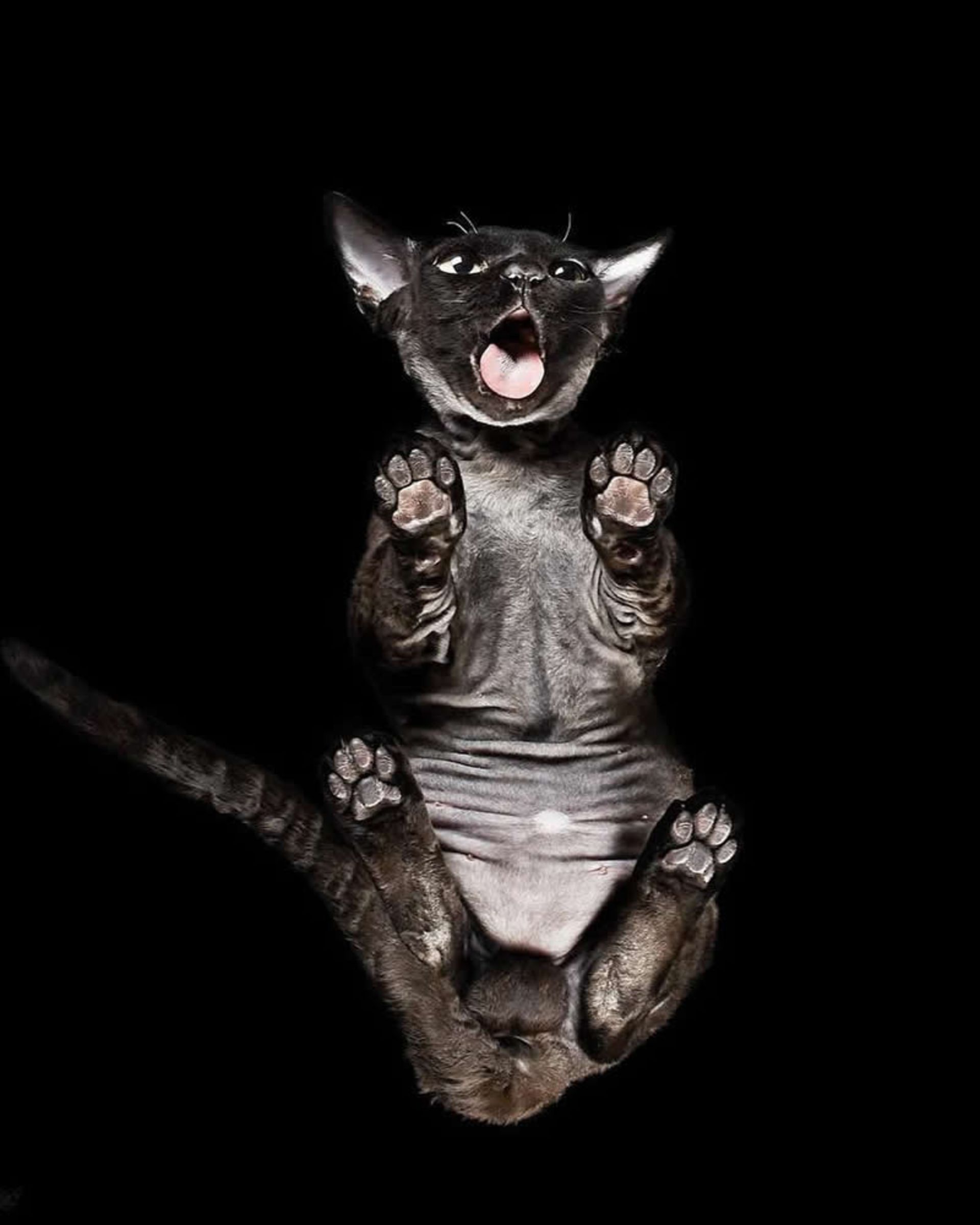 گربه بدون موی سیاه از نمای پایین