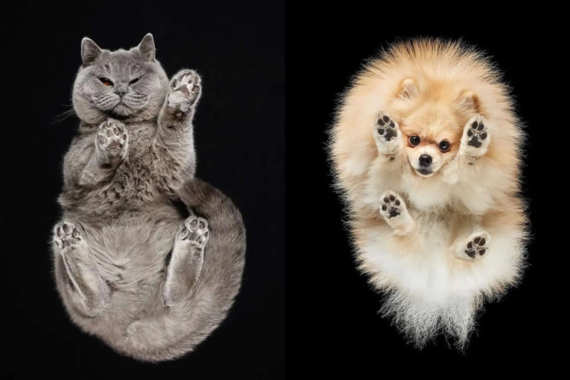 عکس سگ و گربه کنار هم