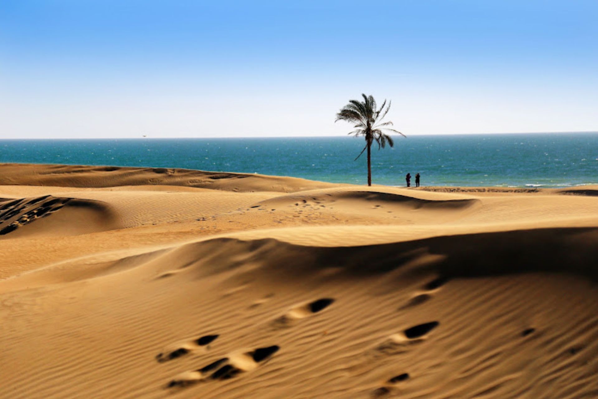 درخت نخل در کنار ساحل درک چابهار