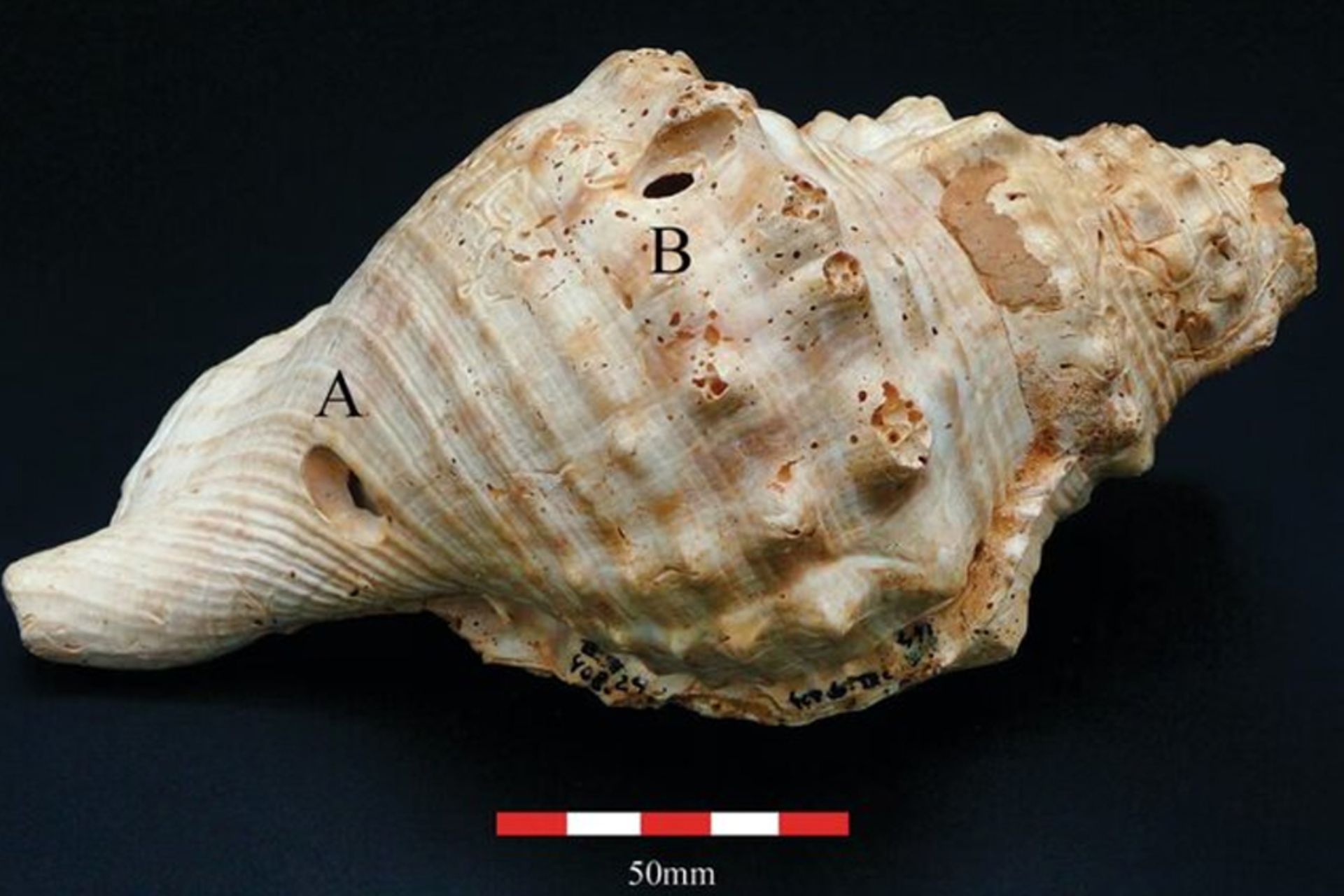 قدیمیترین ساز جهان کشف شد؛ ساز بادی با ۶ هزار سال قدمت! 3 کشف قدیمیترین ساز جهان