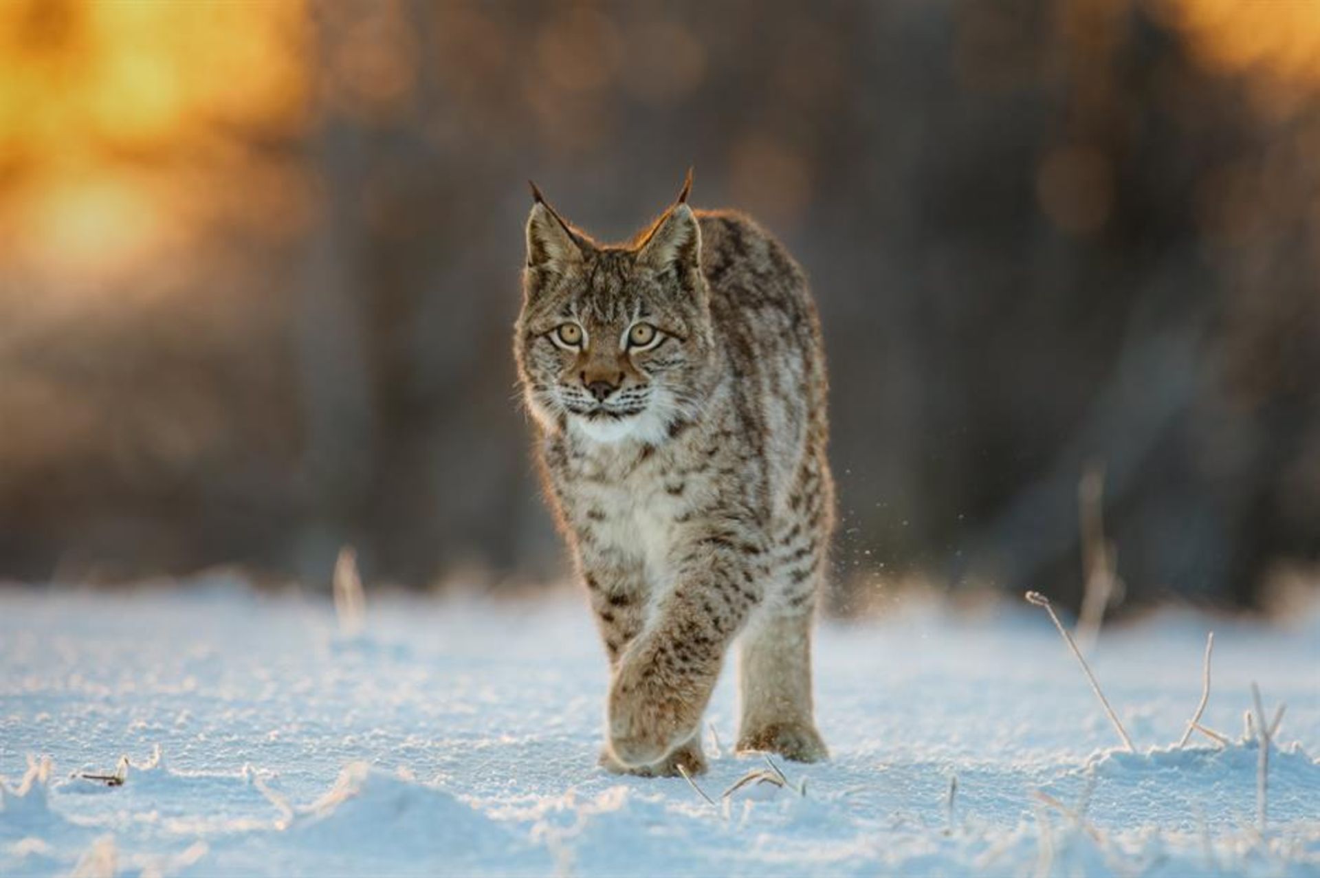 وشق اوراسیایی در طبیعت برفی