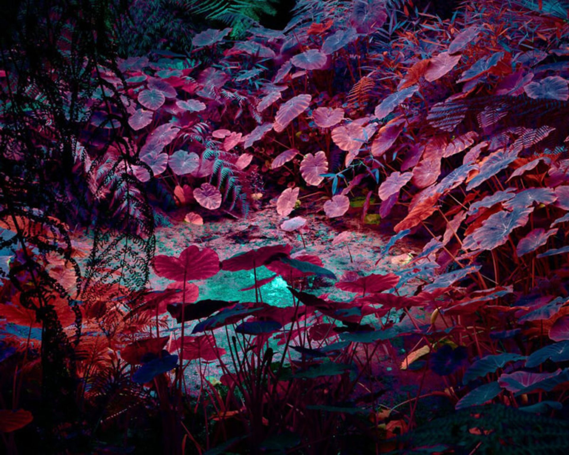 درخشش سبز؛ سفری به دنیای نئونی گیاهان 5 برگهای نئونی صورتی و آبی