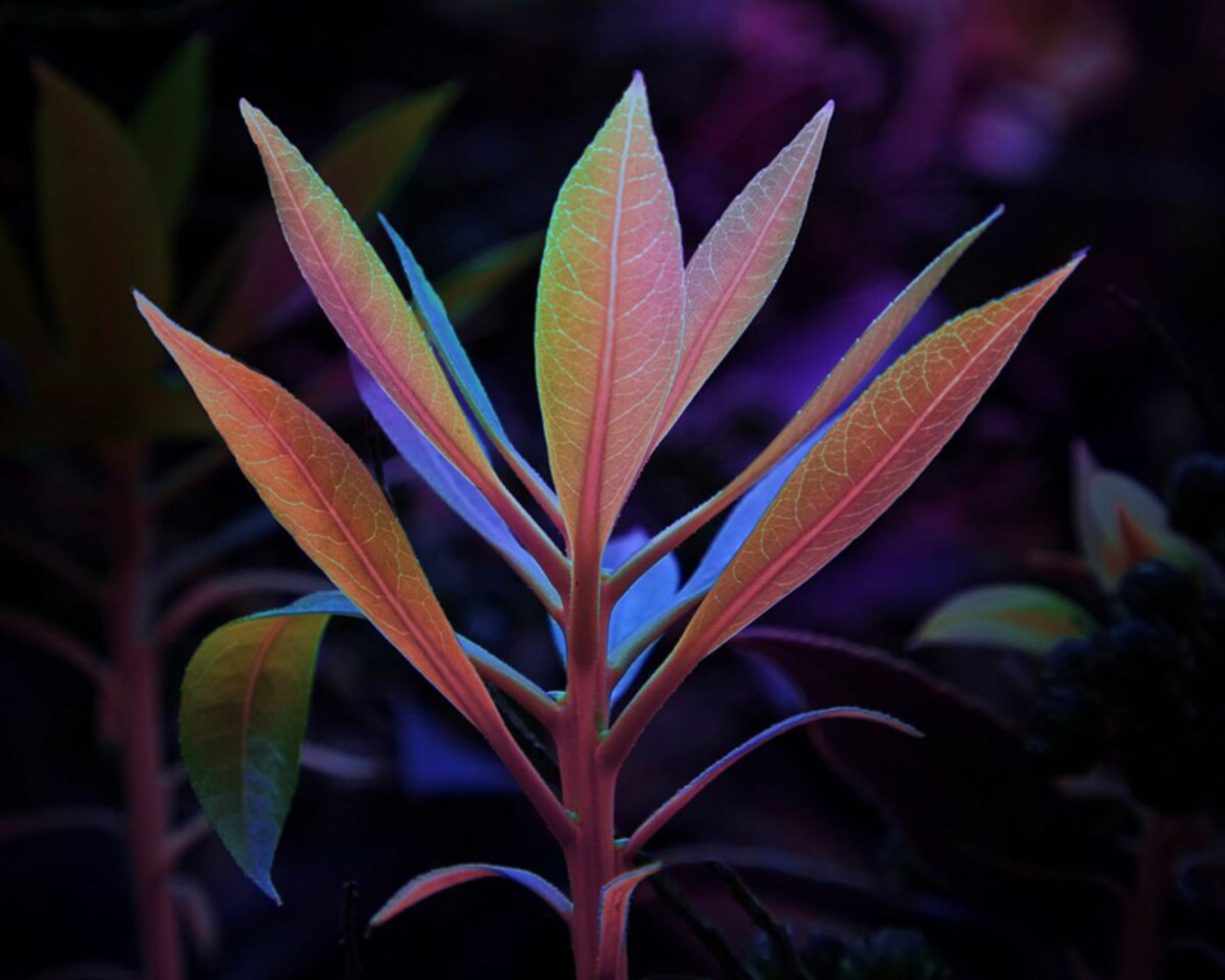 درخشش سبز؛ سفری به دنیای نئونی گیاهان 16 شاخههای گیاه آبزی با برگهای نوکتیز رنگی